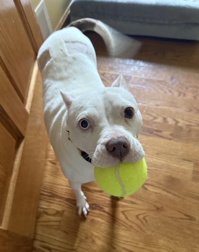 Eggroll (26-012 D), a Adoptable mixed breed in Lansing, MI image 3/6