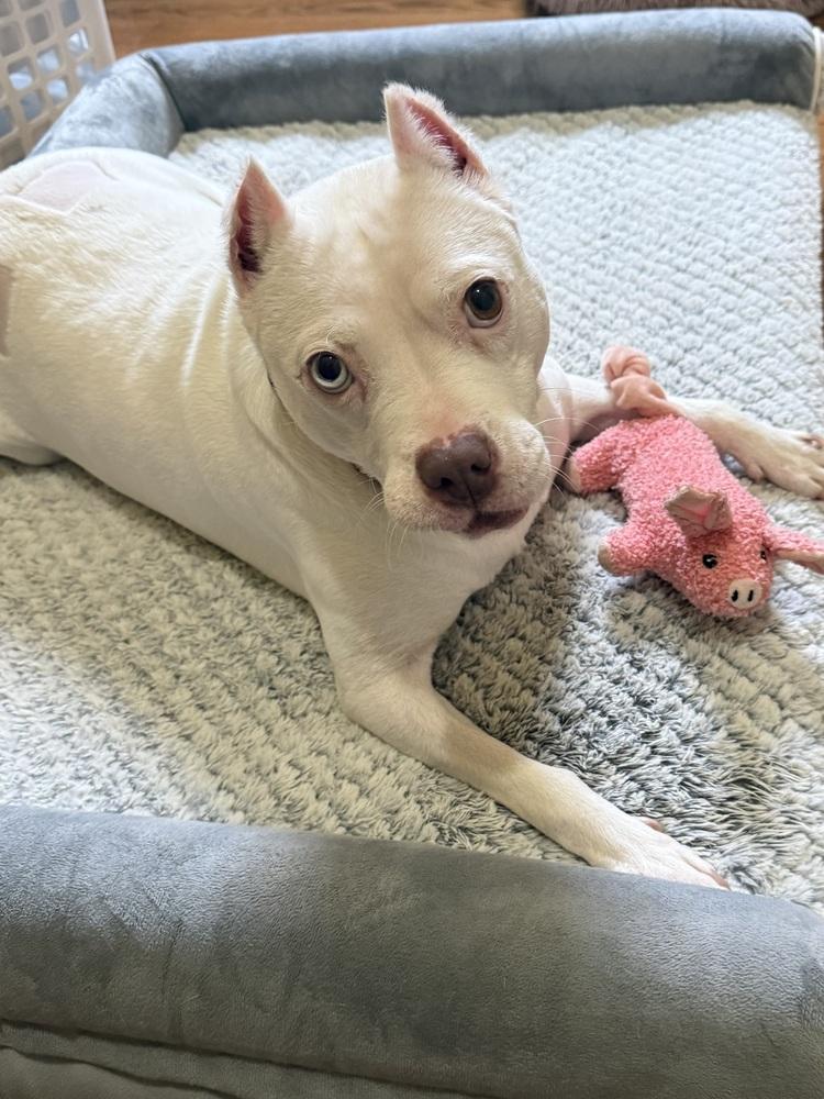 Eggroll (26-012 D), a Adoptable mixed breed in Lansing, MI image 4/6