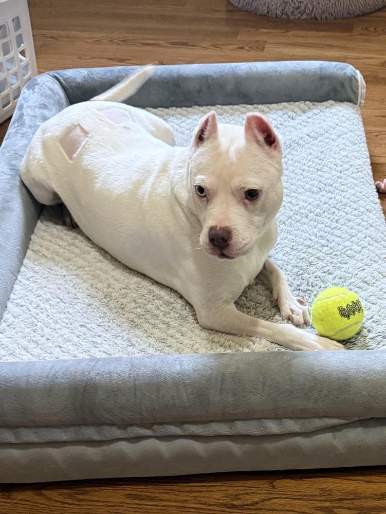 Eggroll (26-012 D), a Adoptable mixed breed in Lansing, MI image 5/6