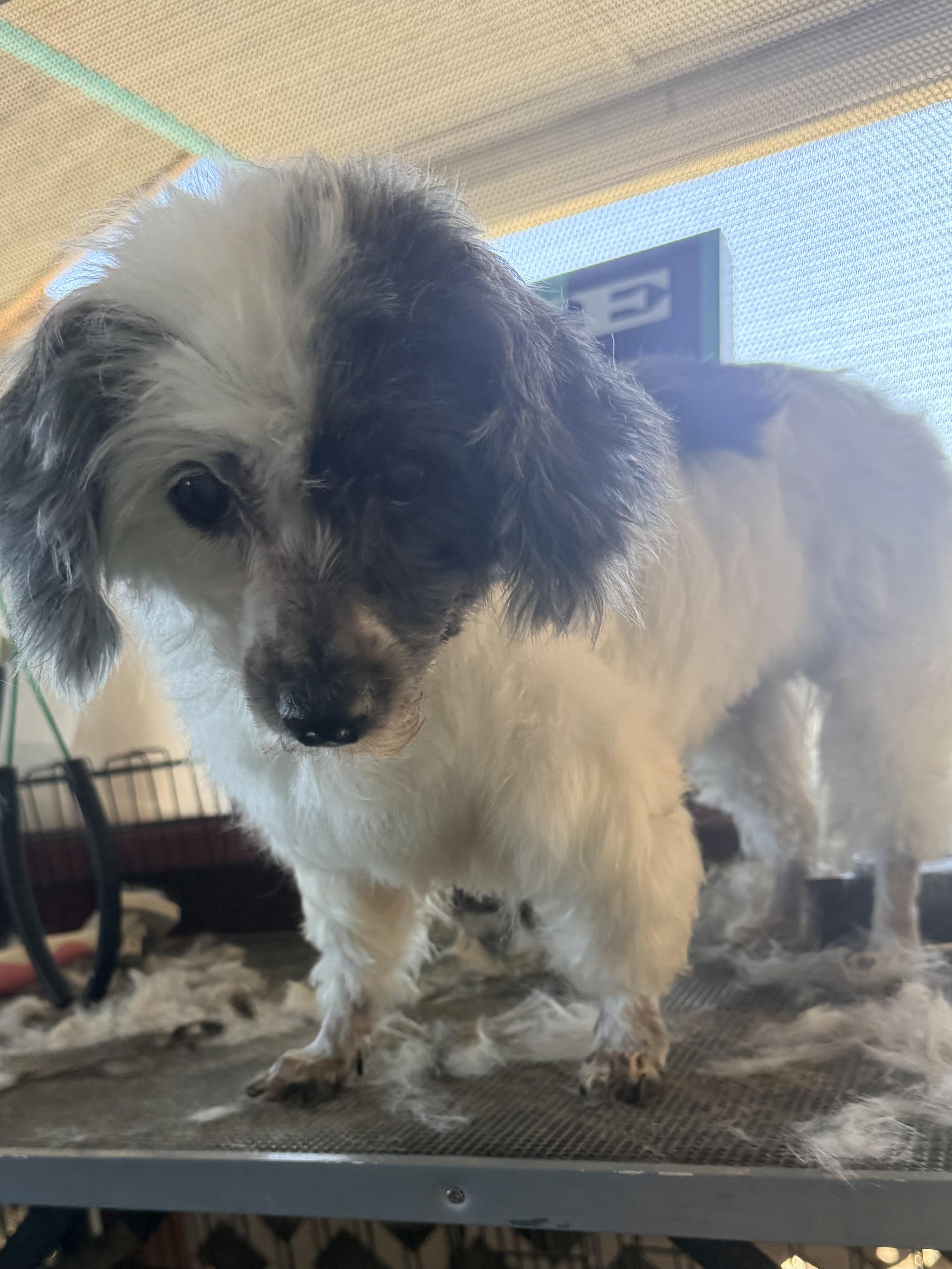 Enlarge Mitzi, a Adoptable Maltese in valley springs, CA image 2/4