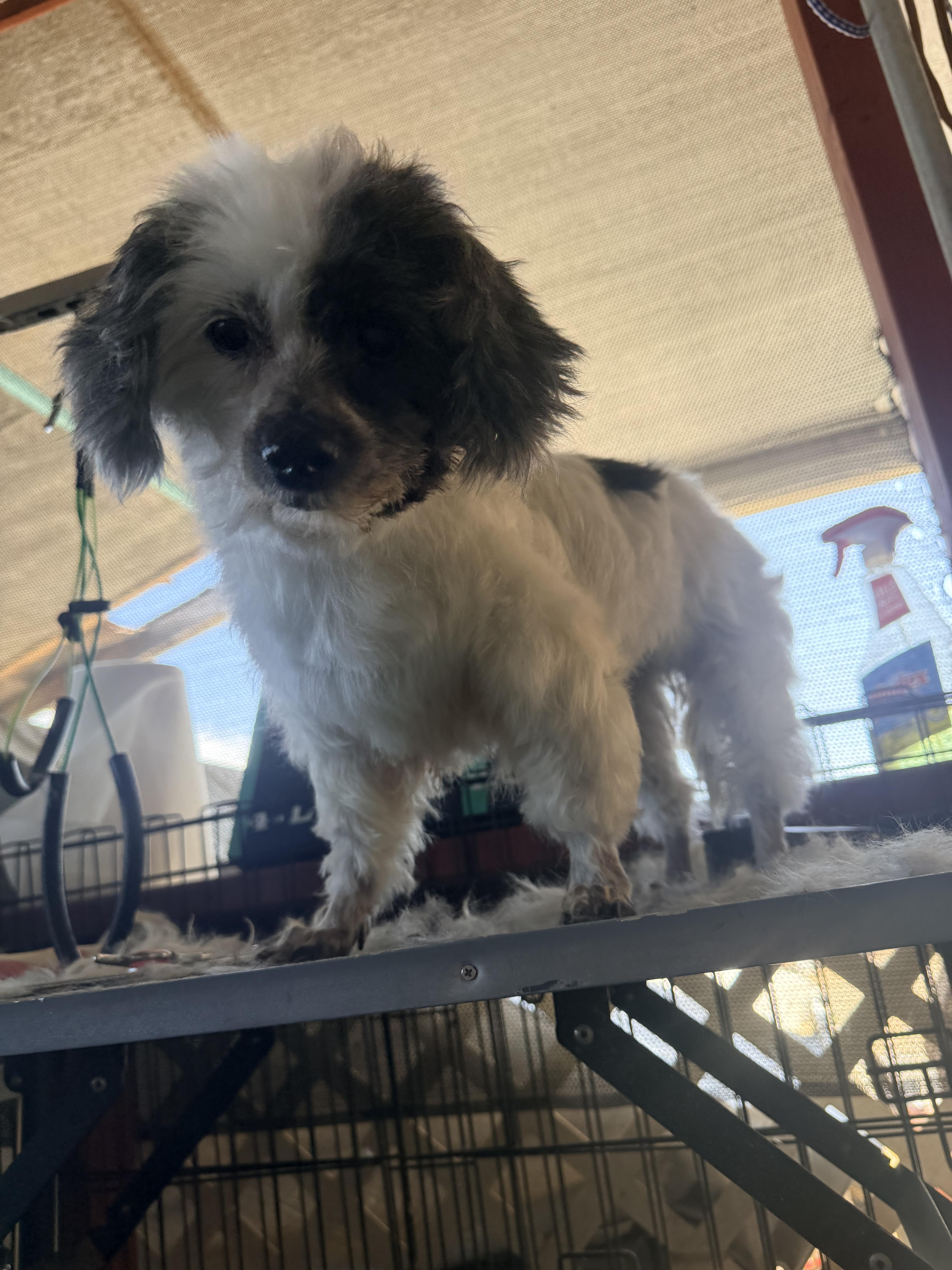 Enlarge Mitzi, a Adoptable Maltese in valley springs, CA image 3/4