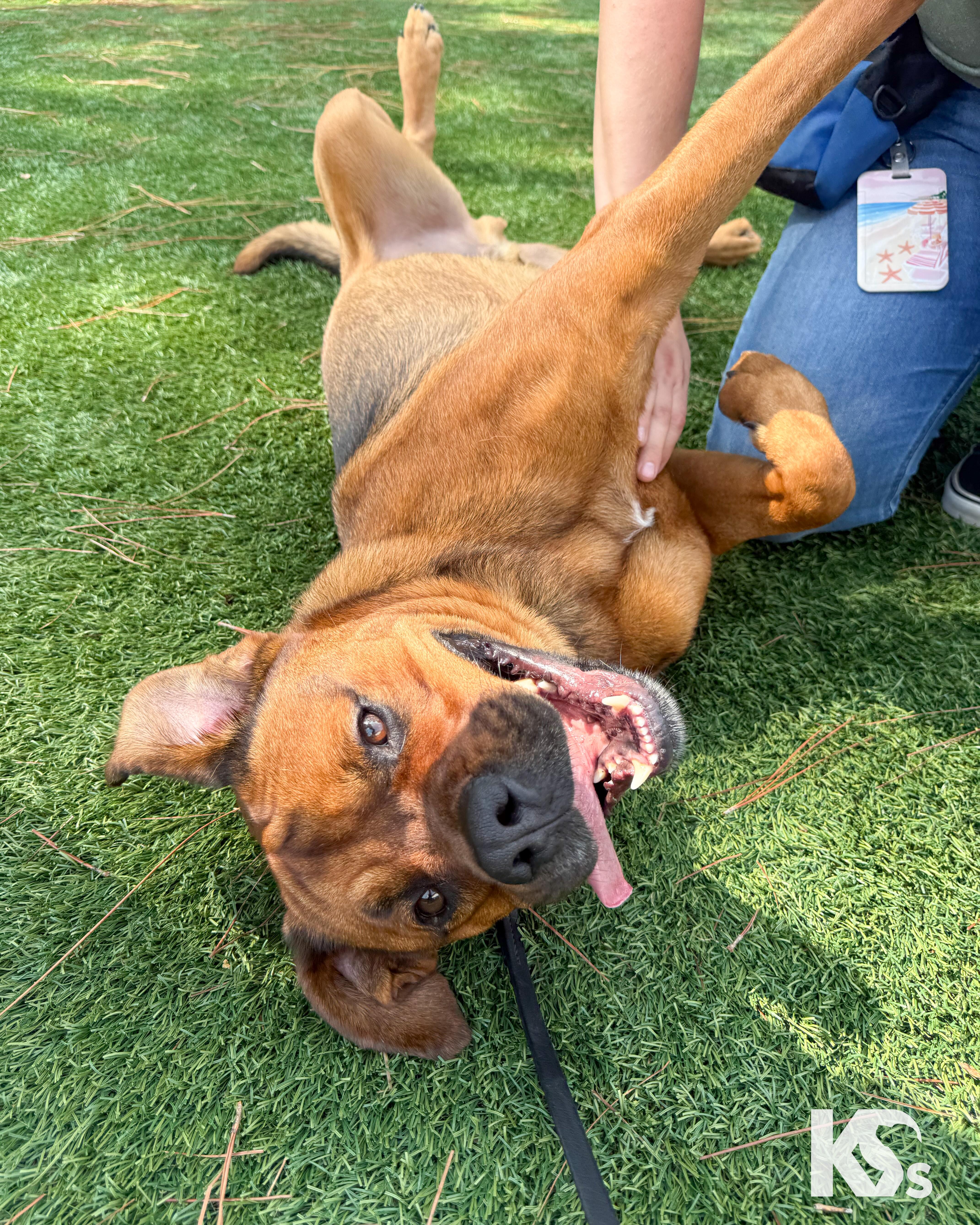 Felix, a Adoptable mixed breed in Ponte Vedra, FL image 5/6