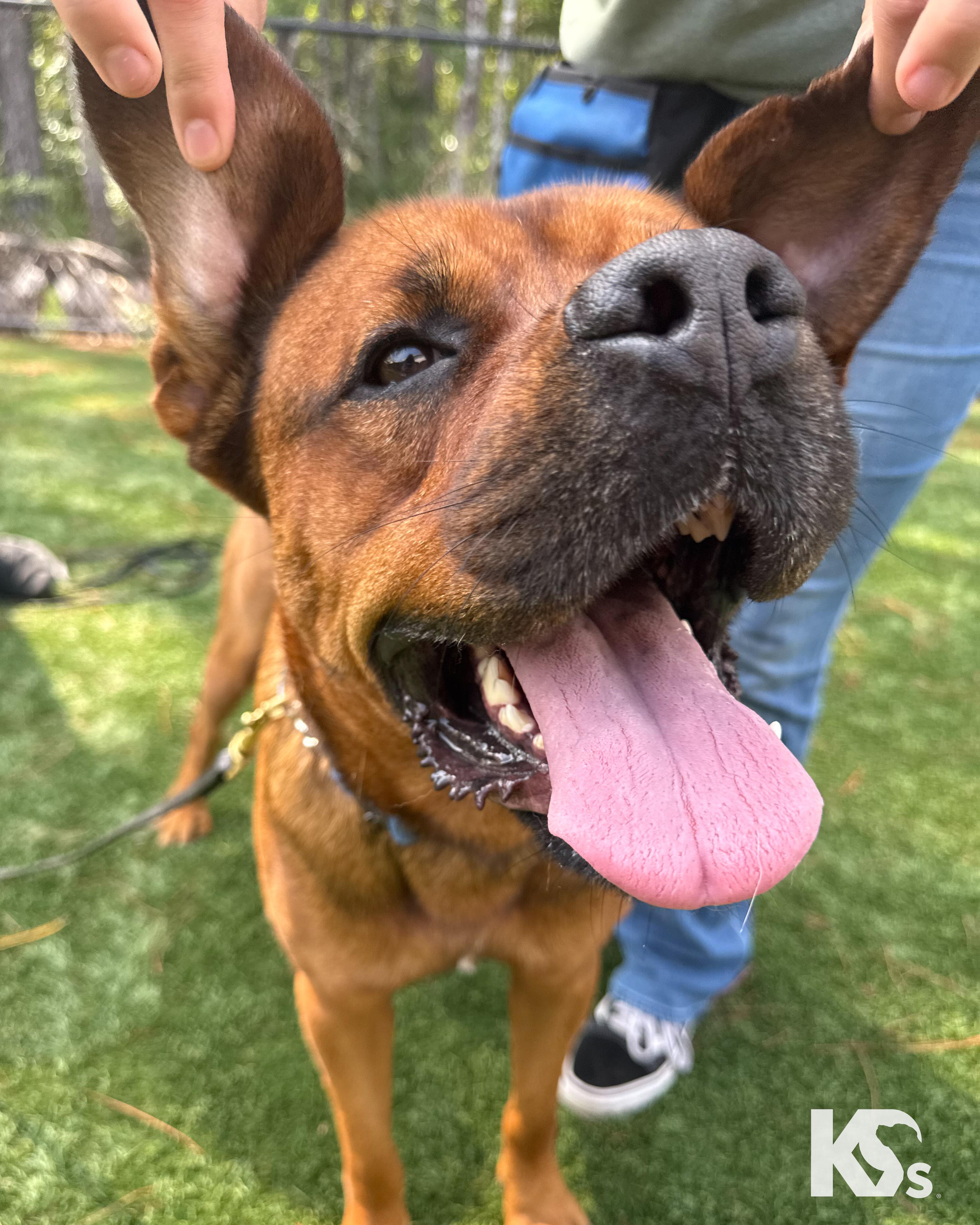 Felix, a Adoptable mixed breed in Ponte Vedra, FL image 3/6