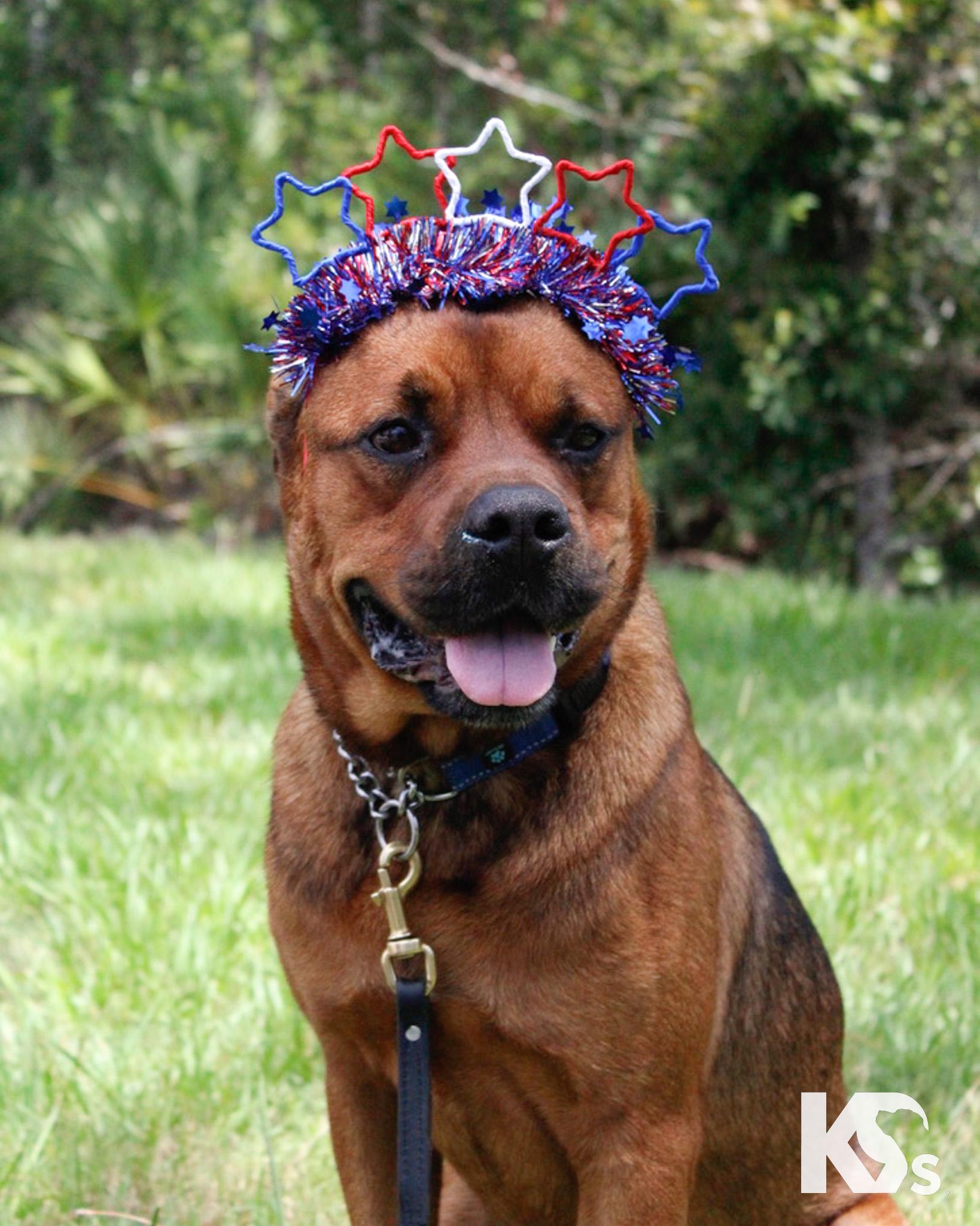 Felix, a Adoptable mixed breed in Ponte Vedra, FL image 4/6