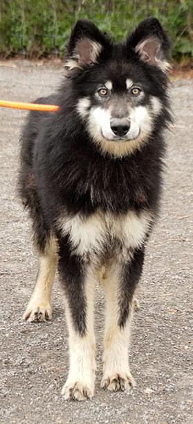 Enlarge Joker, a Adoptable mixed breed in Maynardville, TN image 2/4