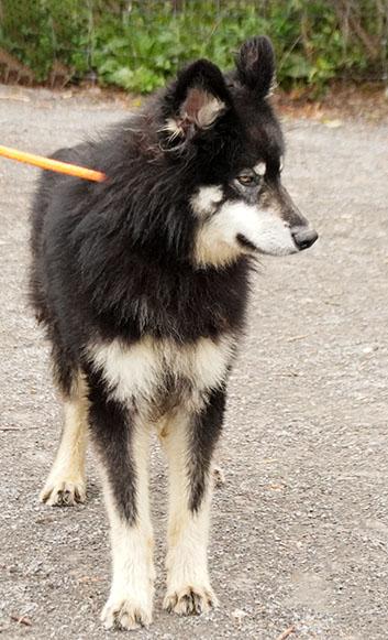 Enlarge Joker, a Adoptable mixed breed in Maynardville, TN image 3/4