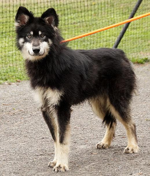 Enlarge Joker, a Adoptable mixed breed in Maynardville, TN image 4/4