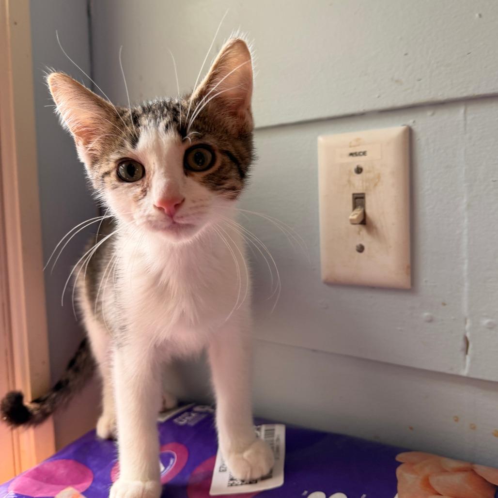 Sparticus, Adoptable, Kitten Male Domestic Short Hair.