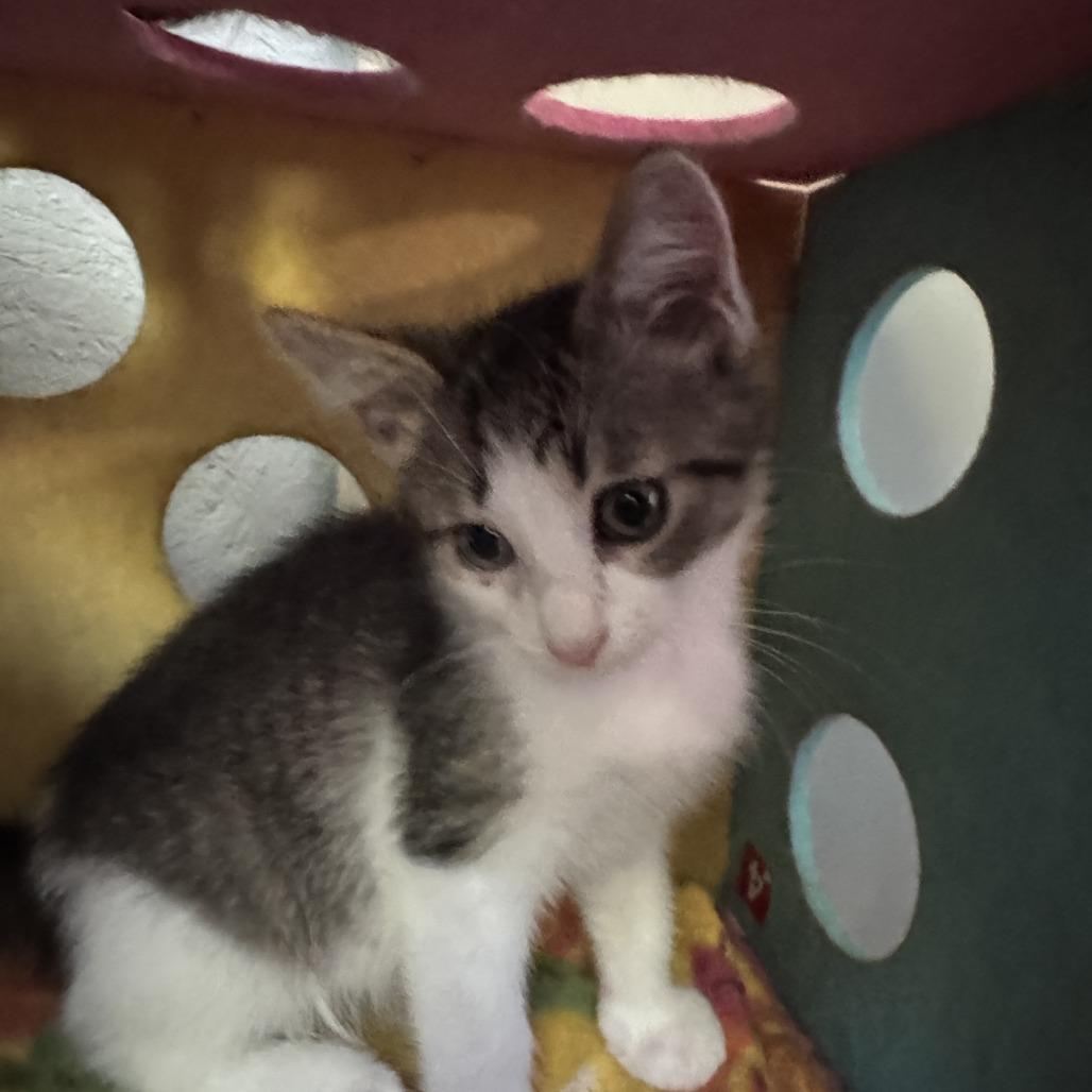 Enlarge Sparticus, a Adoptable Domestic Short Hair in Richland, MI image 2/6