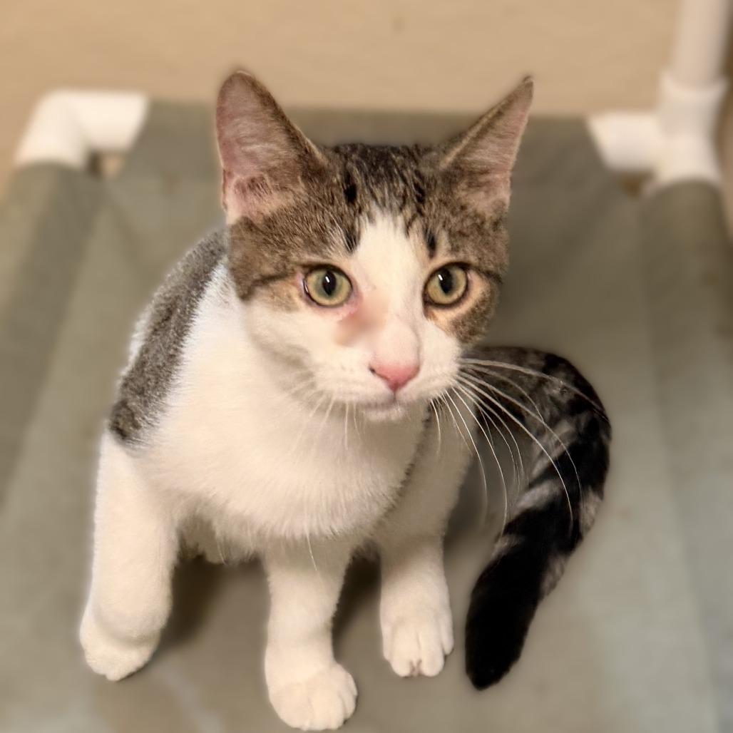 Enlarge Sparticus, a Adoptable Domestic Short Hair in Richland, MI image 3/6