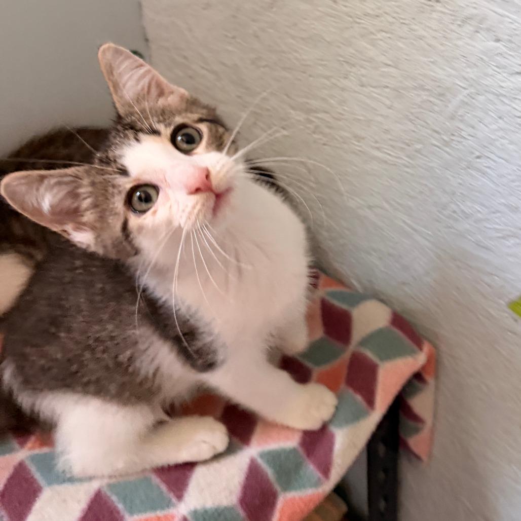Enlarge Sparticus, a Adoptable Domestic Short Hair in Richland, MI image 4/6