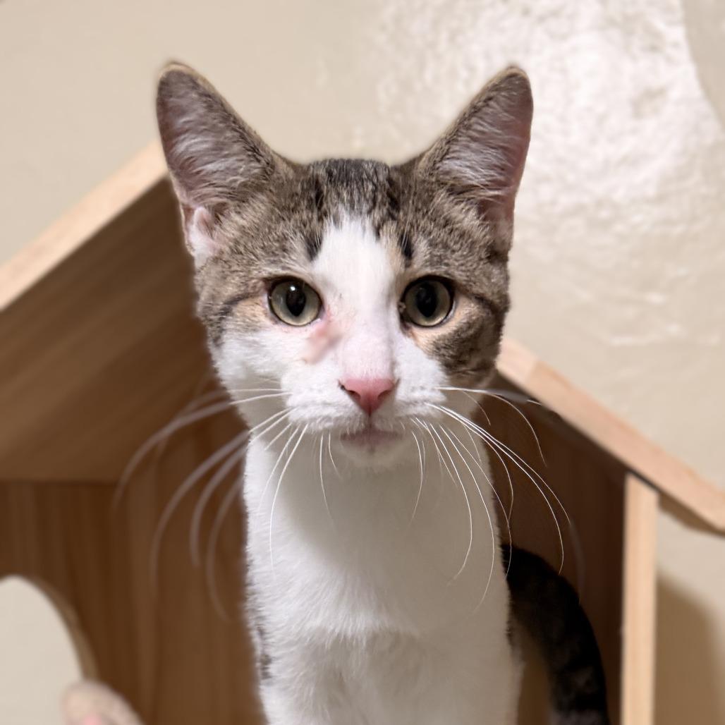 Enlarge Sparticus, a Adoptable Domestic Short Hair in Richland, MI image 5/6