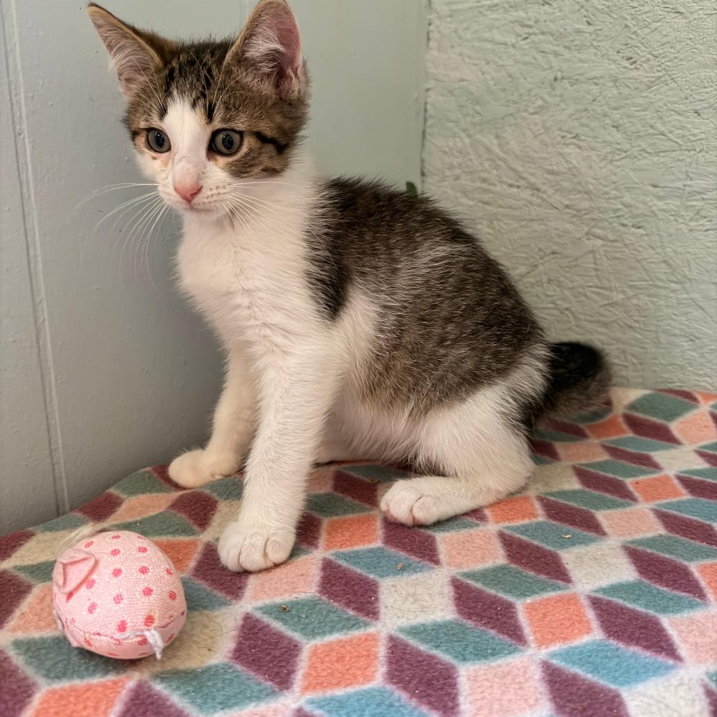 Enlarge Sparticus, a Adoptable Domestic Short Hair in Richland, MI image 6/6