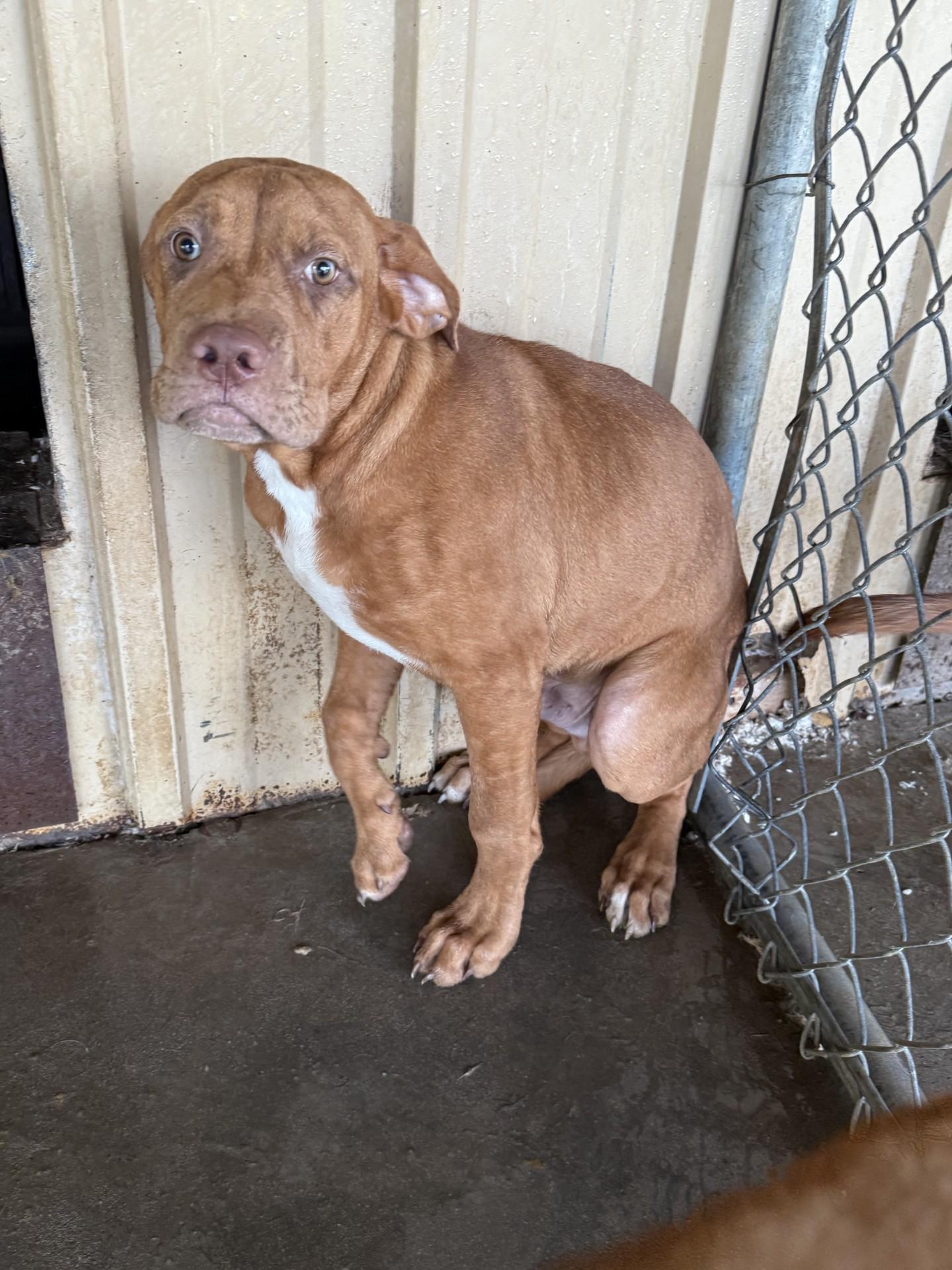Groot, a Adopted mixed breed in Mayetta, KS image 3/3