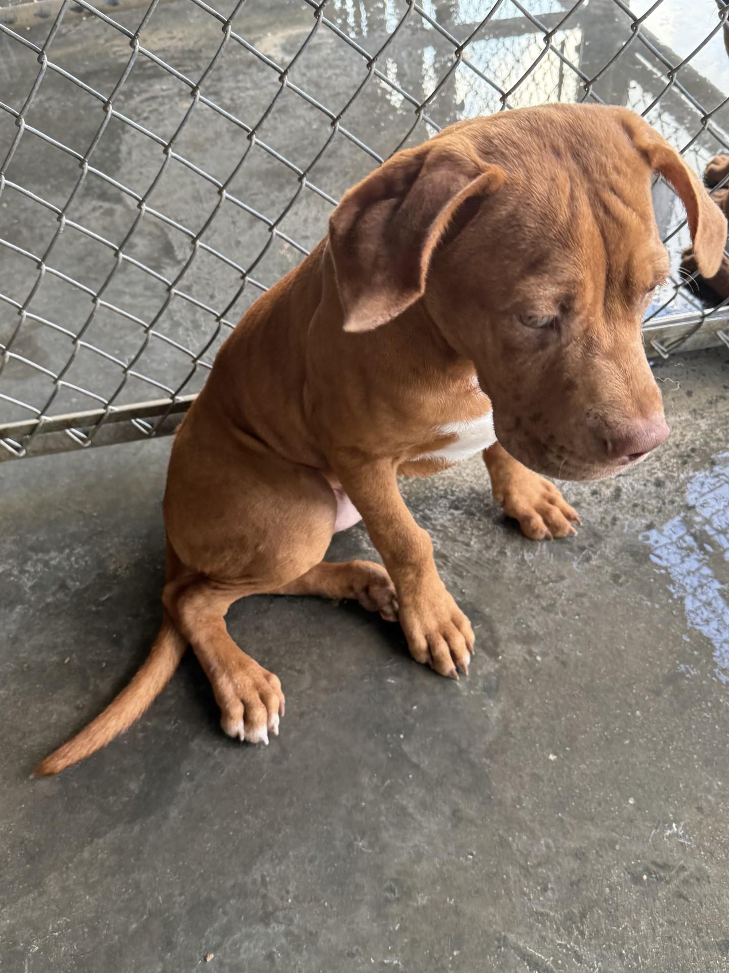 Groot, a Adopted mixed breed in Mayetta, KS image 2/3