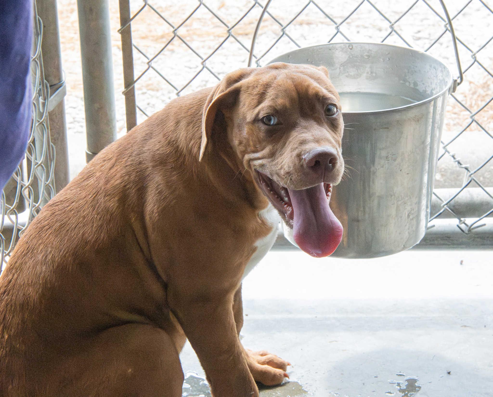 Groot, Adopted, Puppy Male Bullmastiff.