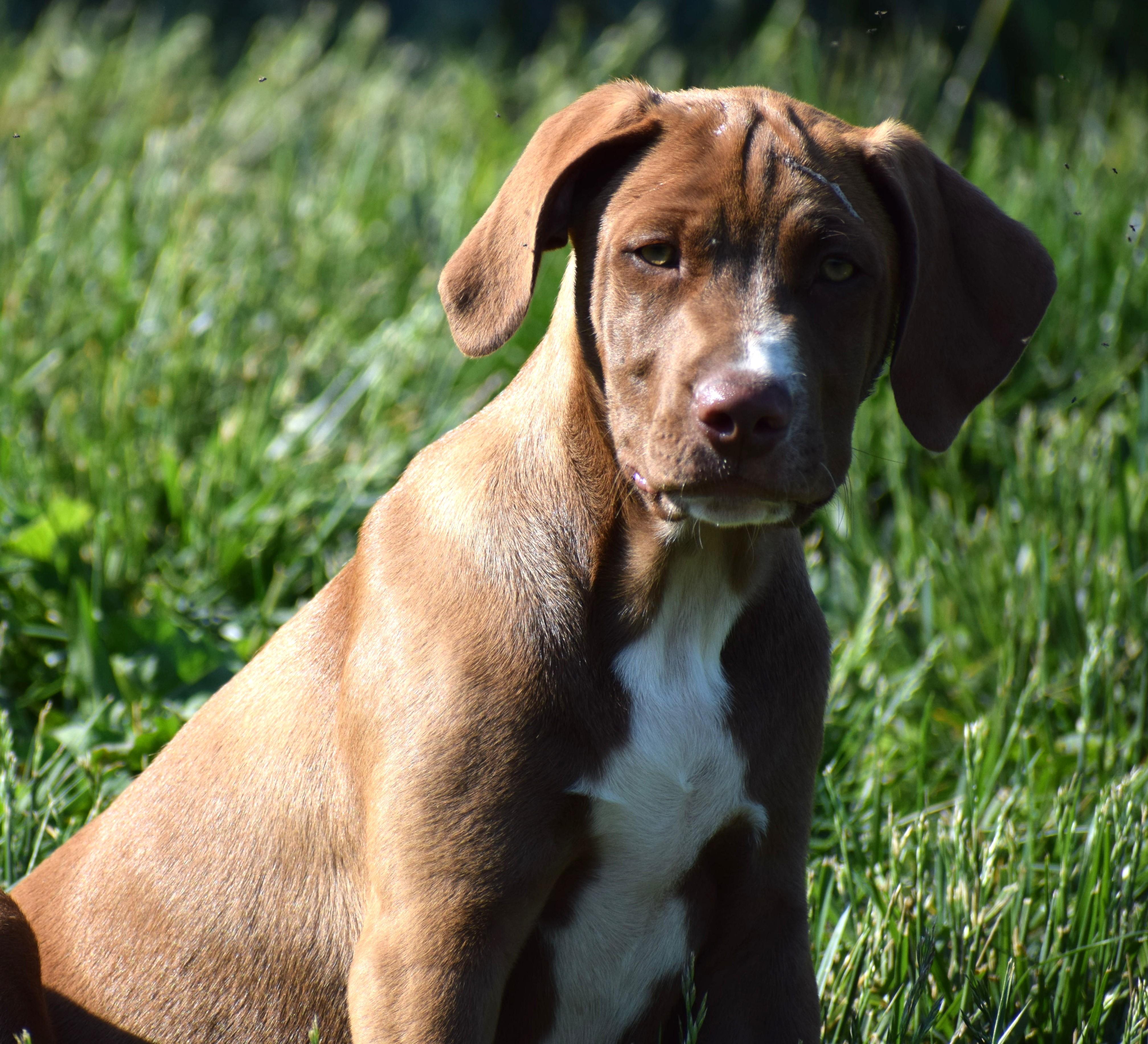 Enlarge Radar-Available www.lhar.dog to apply, an adoptable mixed breed in Frederick, MD image 4/6