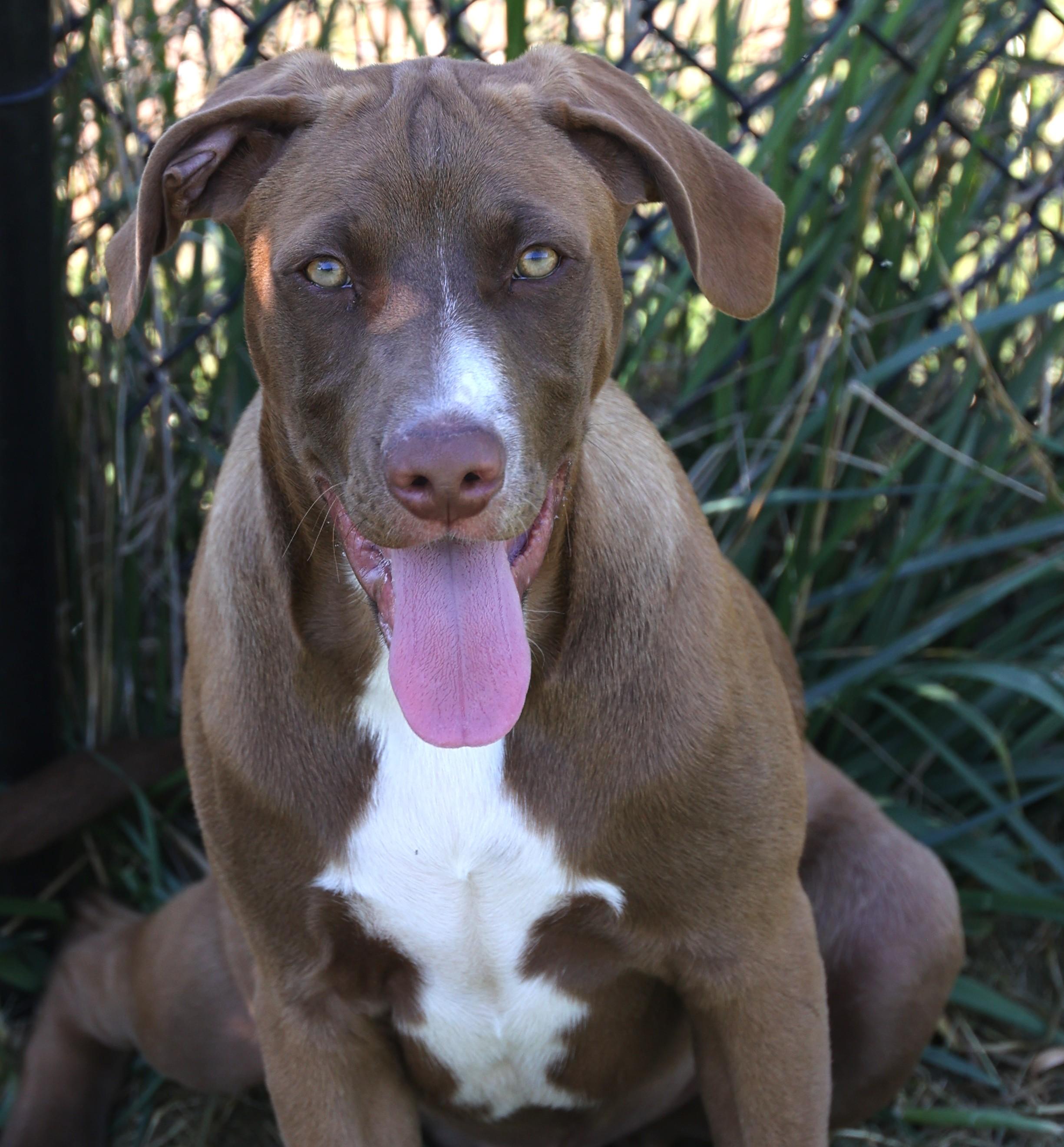 Radar-Available www.lhar.dog to apply, adoptable, Puppy Male Labrador Retriever & Hound.