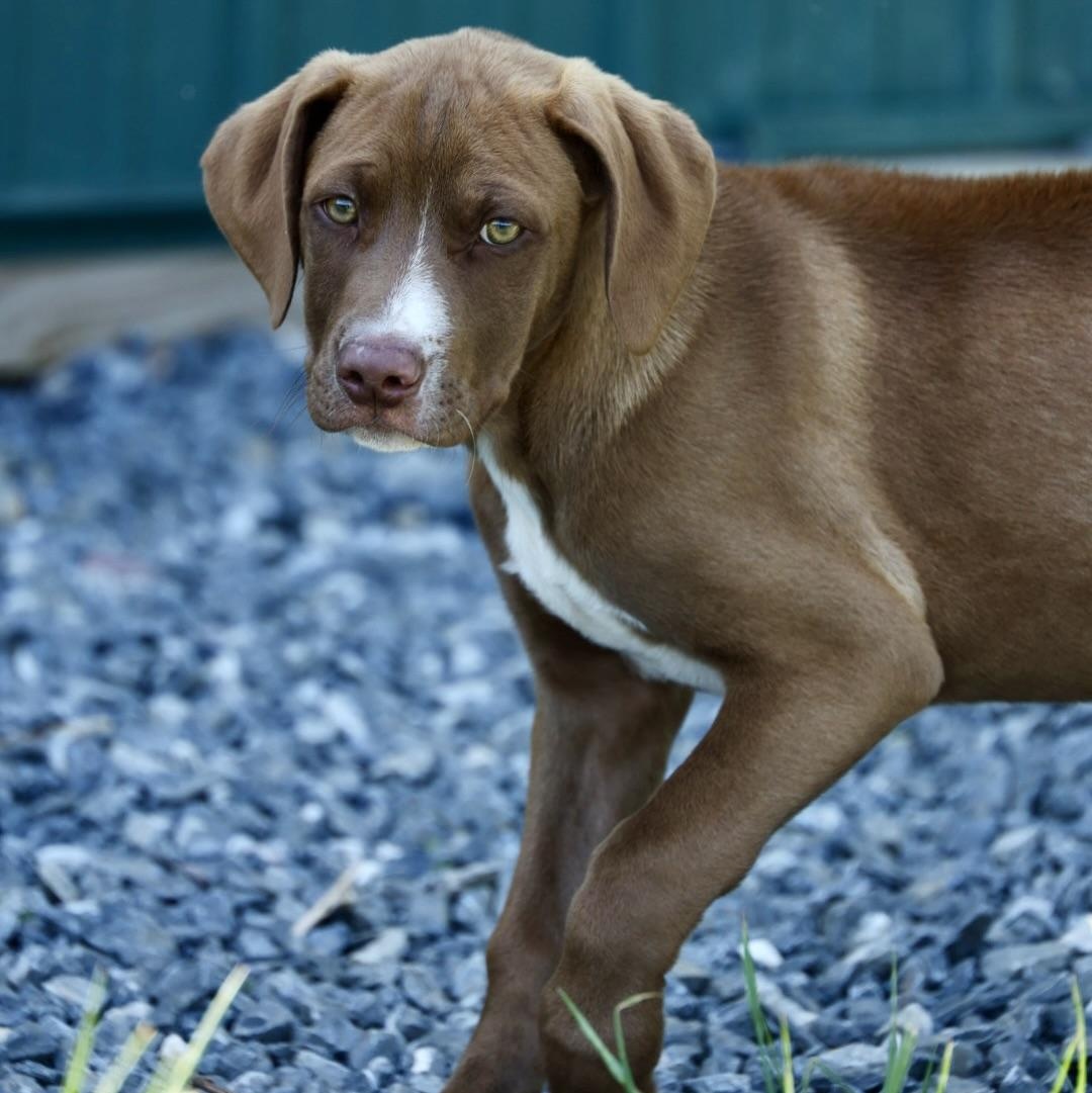 Enlarge Radar-Available! www.lhar.dog to apply!, an adoptable mixed breed in Frederick, MD image 2/6