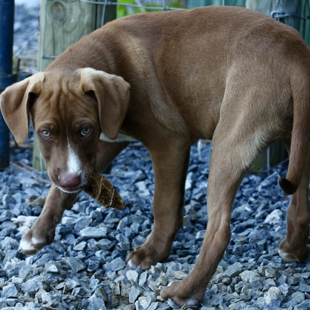 Enlarge Radar-Available! www.lhar.dog to apply!, an adoptable mixed breed in Frederick, MD image 5/6
