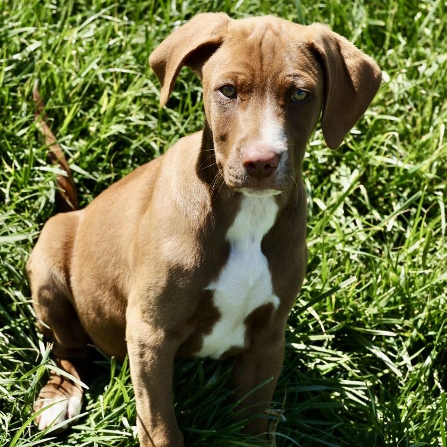 Enlarge Radar-Available! www.lhar.dog to apply!, an adoptable mixed breed in Frederick, MD image 1/6