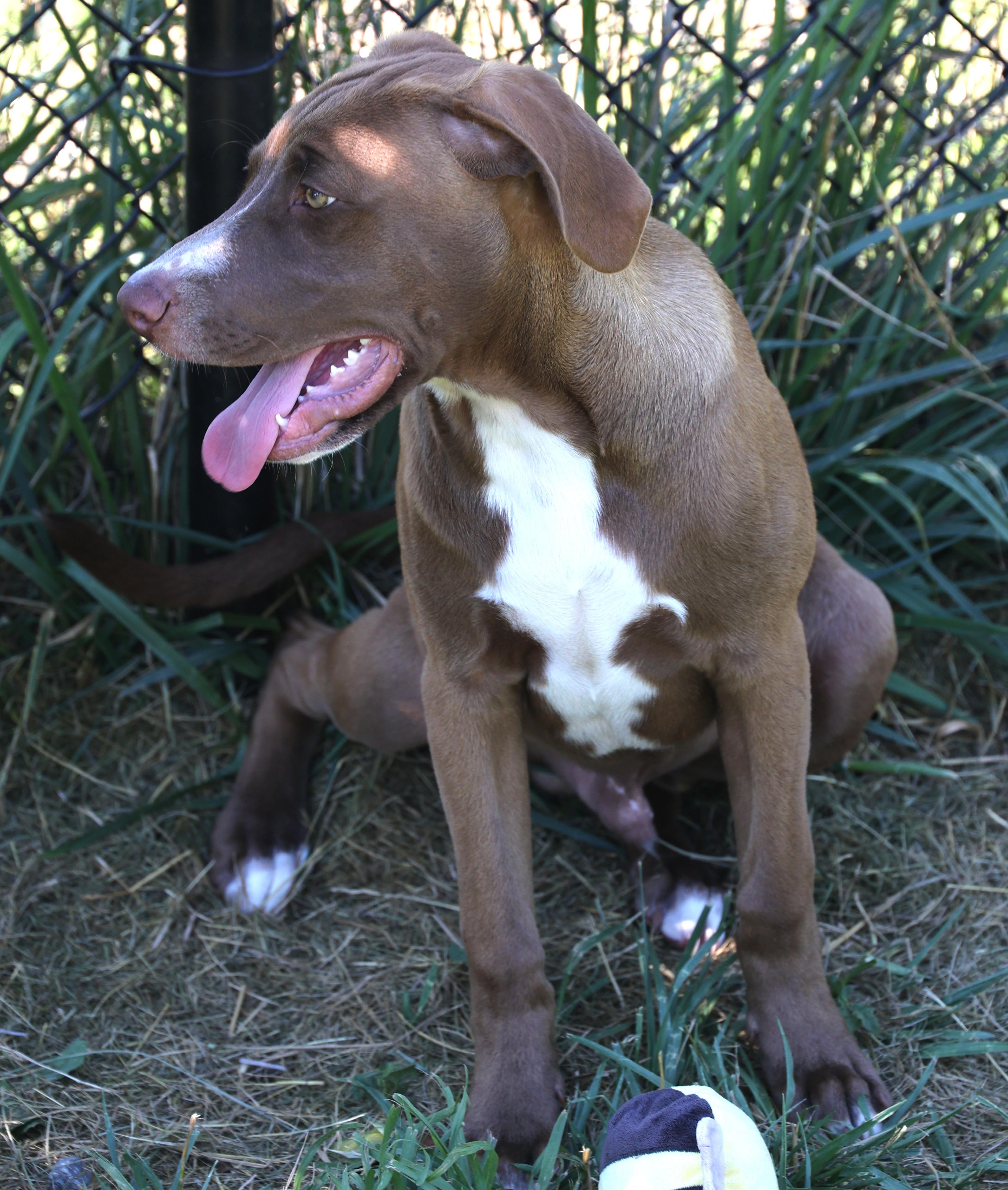 Enlarge Radar-Available www.lhar.dog to apply, an adoptable mixed breed in Frederick, MD image 3/6