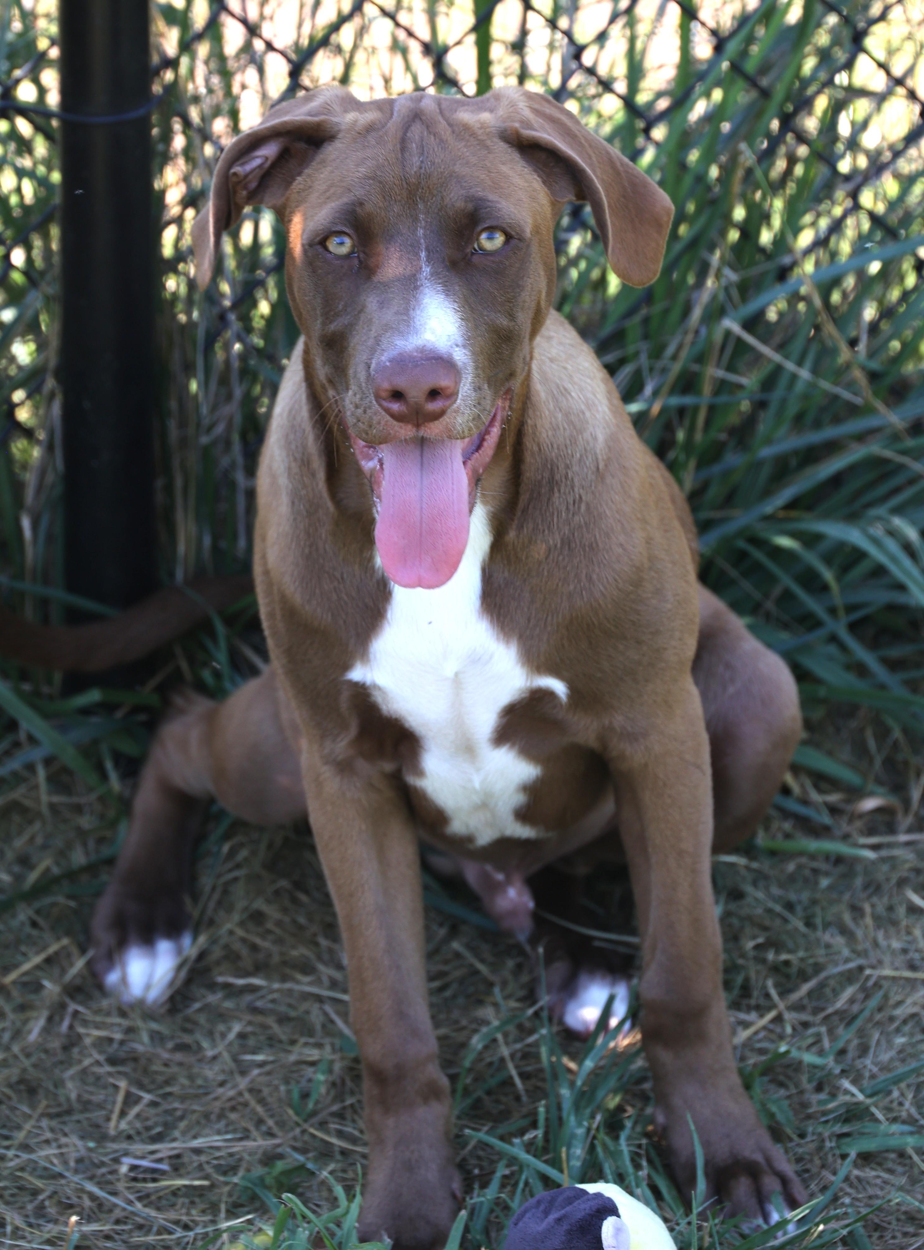 Enlarge Radar-Available www.lhar.dog to apply, an adoptable mixed breed in Frederick, MD image 2/6