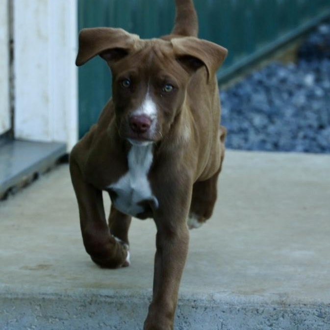 Enlarge Radar-Available! www.lhar.dog to apply!, an adoptable mixed breed in Frederick, MD image 4/6