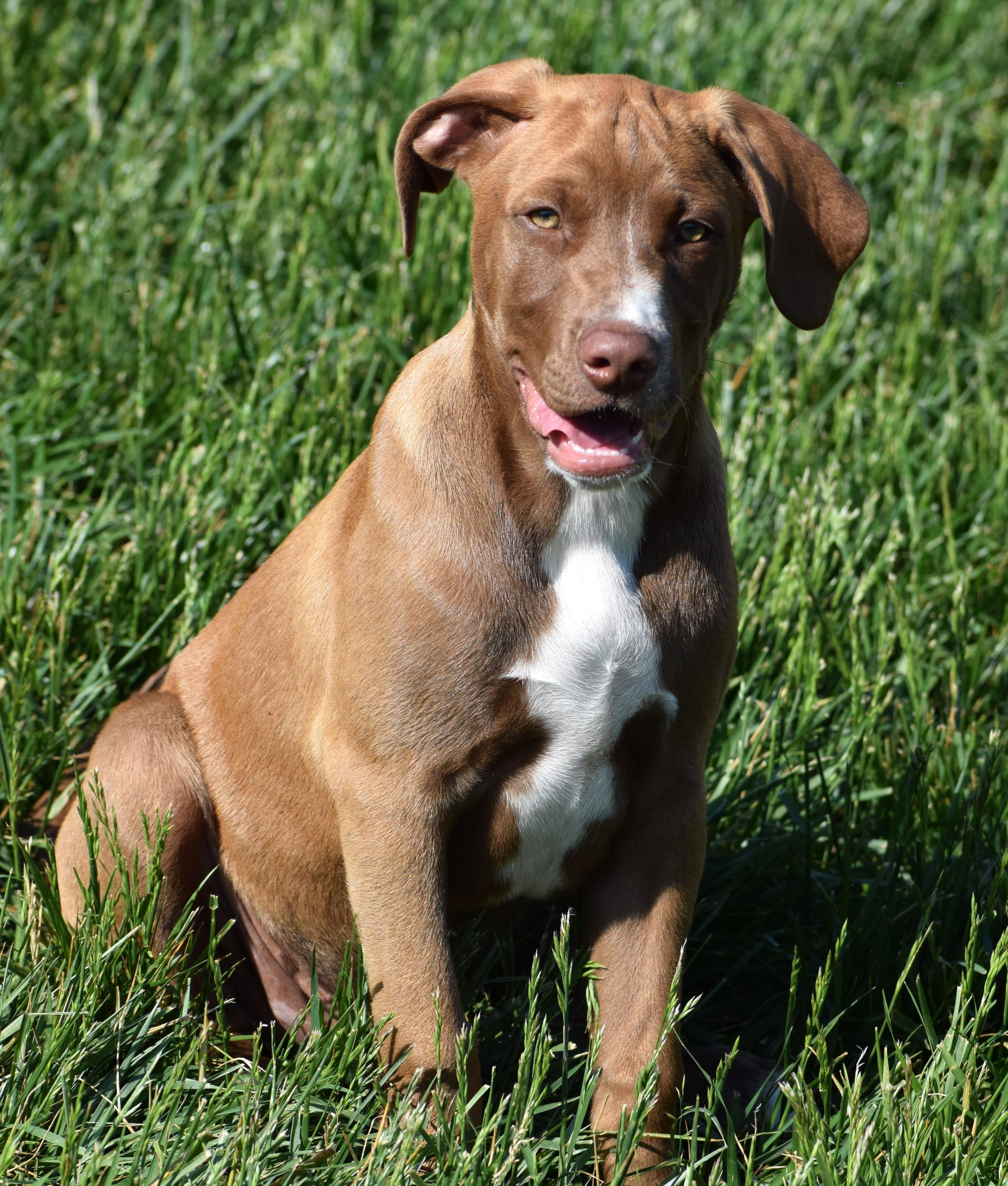 Enlarge Radar-Available www.lhar.dog to apply, an adoptable mixed breed in Frederick, MD image 5/6