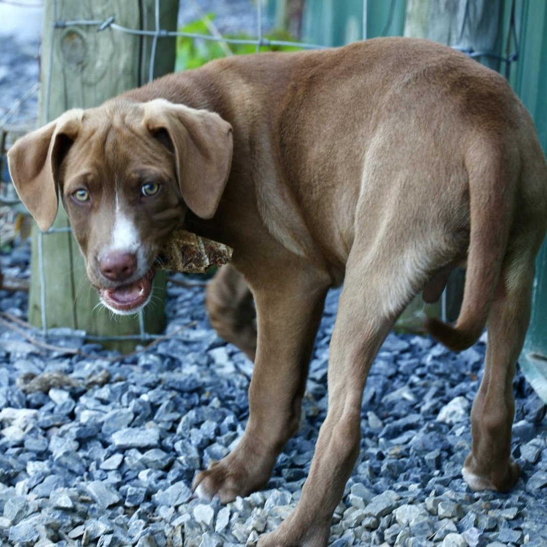 Enlarge Radar-Available! www.lhar.dog to apply!, an adoptable mixed breed in Frederick, MD image 3/6