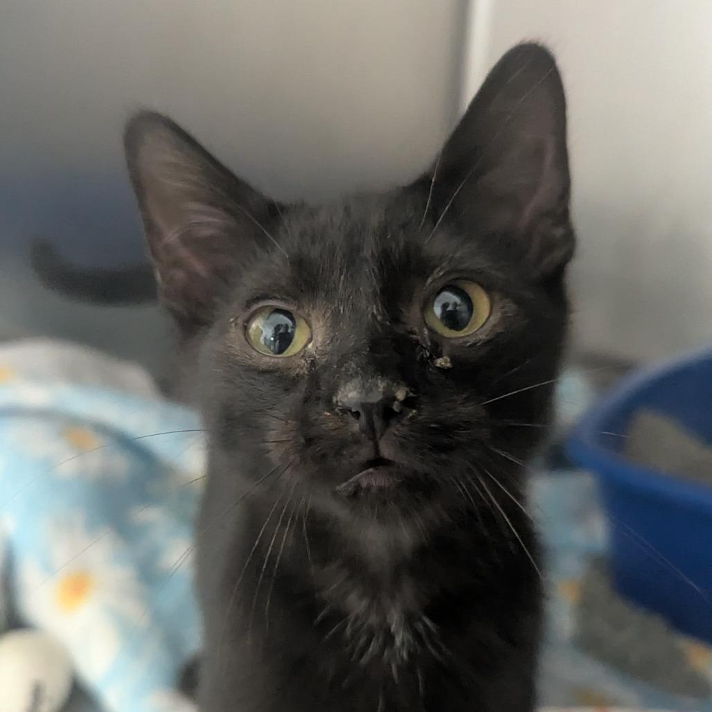 Stanley, Adoptable, Kitten Male Domestic Short Hair.