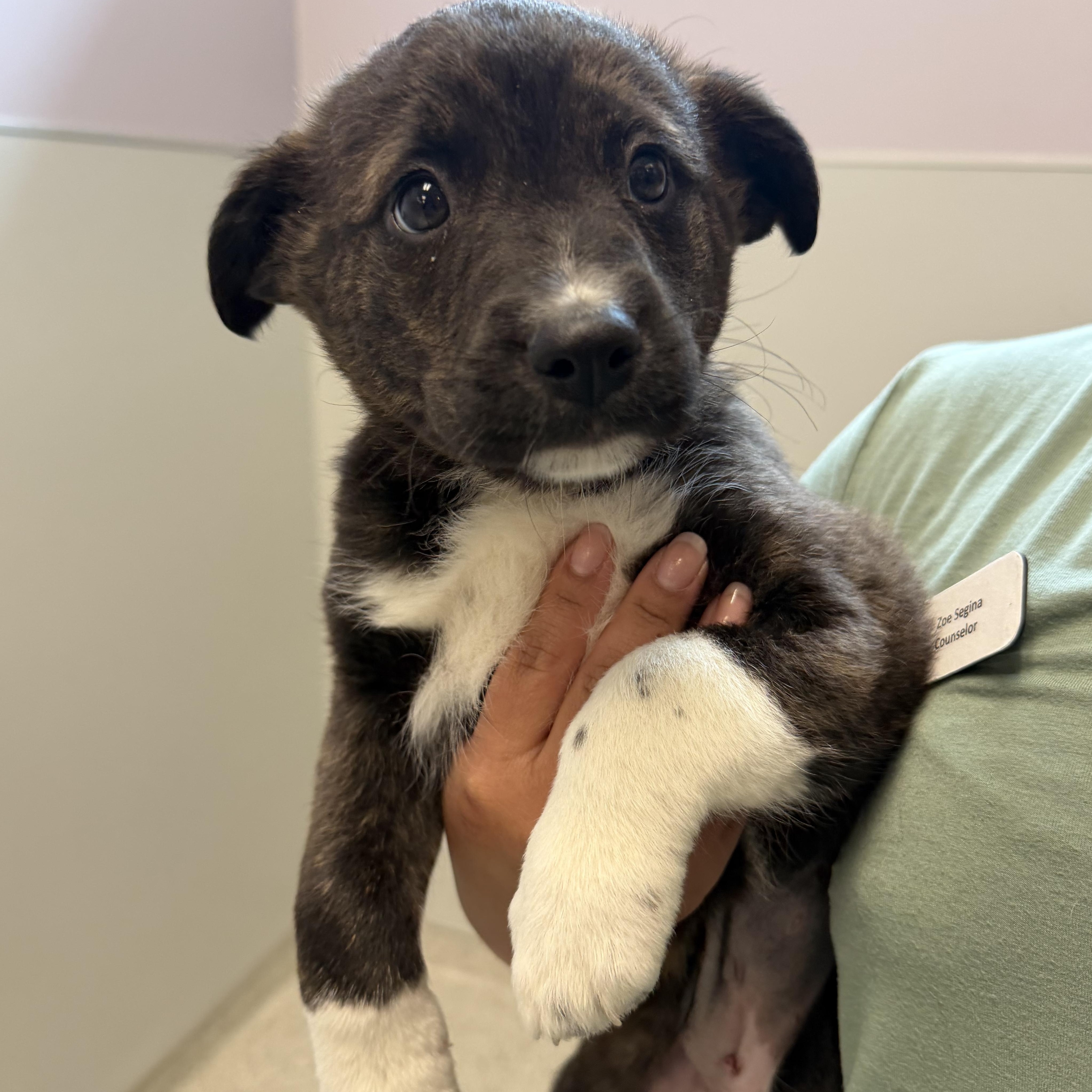 Enlarge Alaska, an adopted Mixed Breed in Cooperstown, NY image 1/1