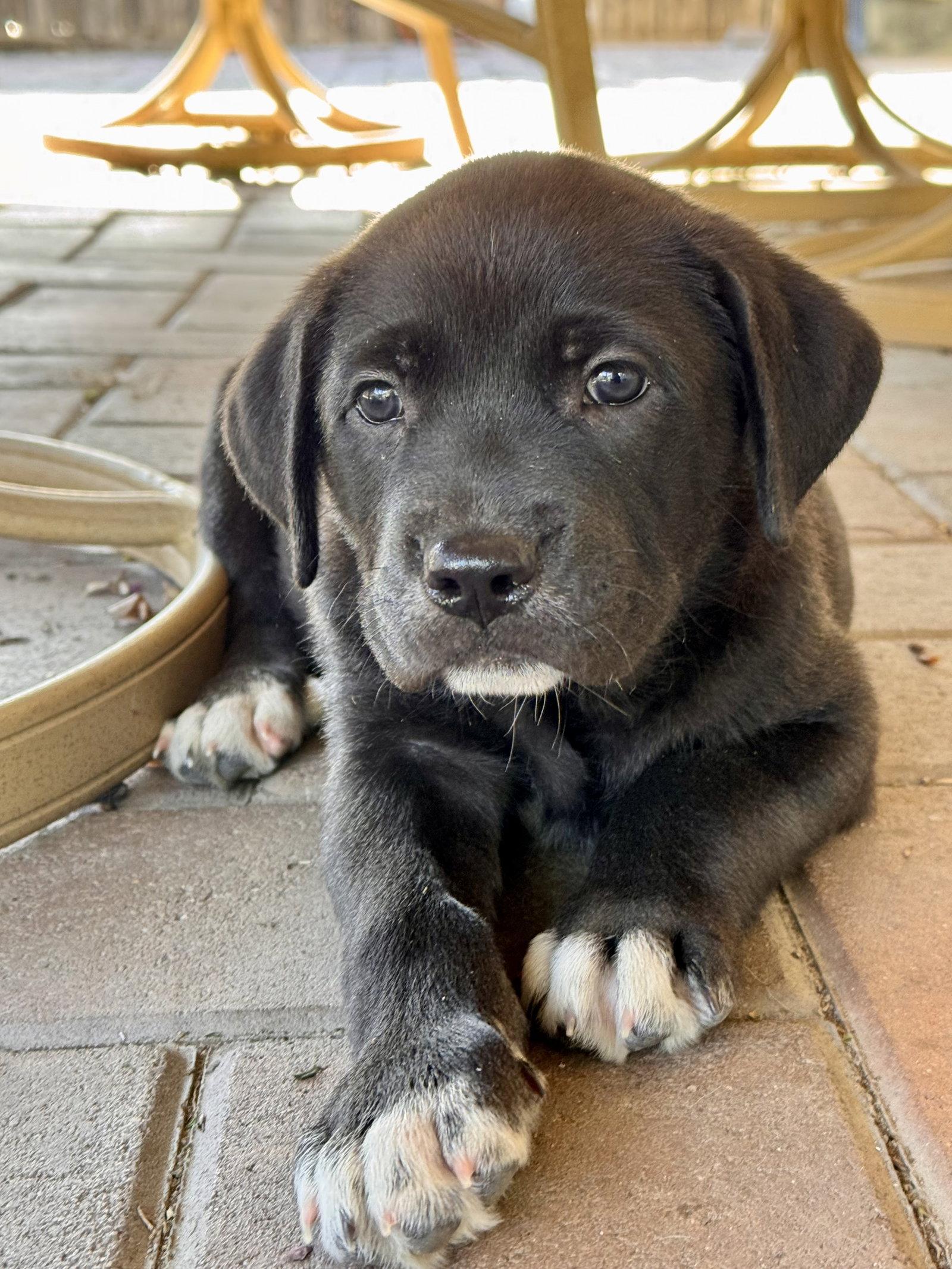 Enlarge Cash, a Adopted mixed breed in Fullerton, CA image 1/3