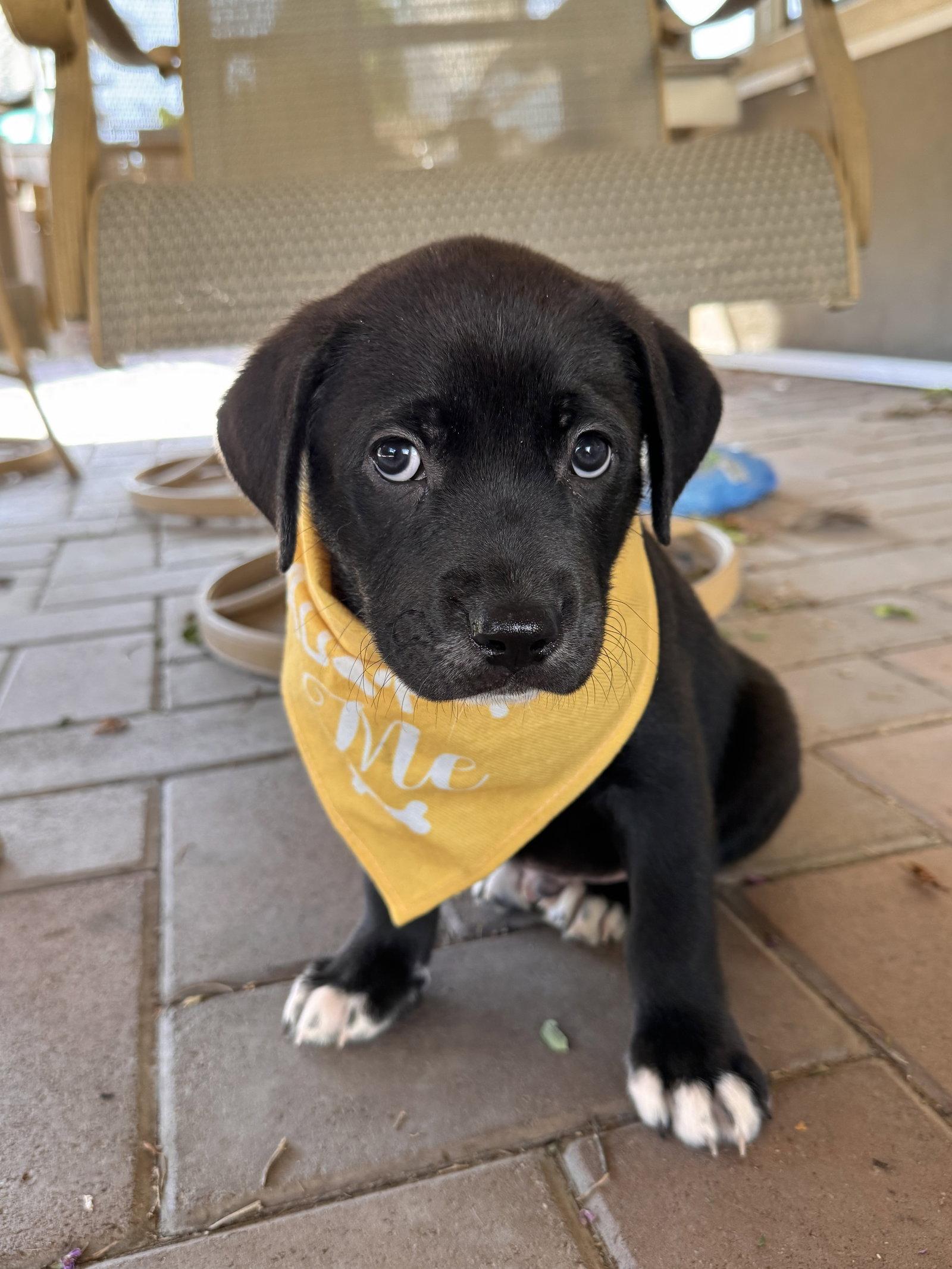 Enlarge Cash, a Adopted mixed breed in Fullerton, CA image 2/3