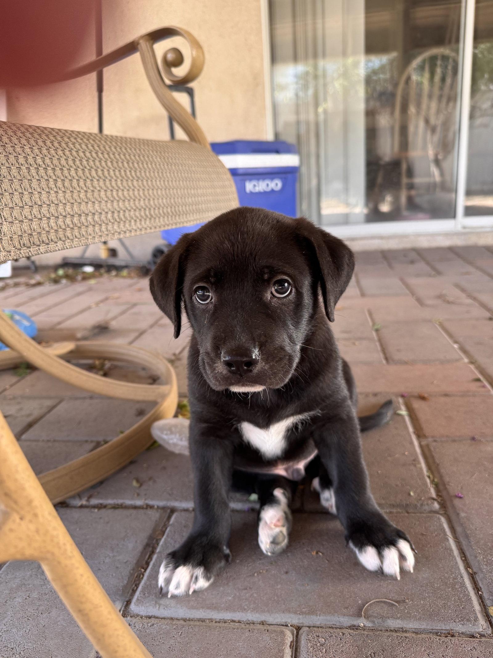 Enlarge Cash, a Adopted mixed breed in Fullerton, CA image 3/3