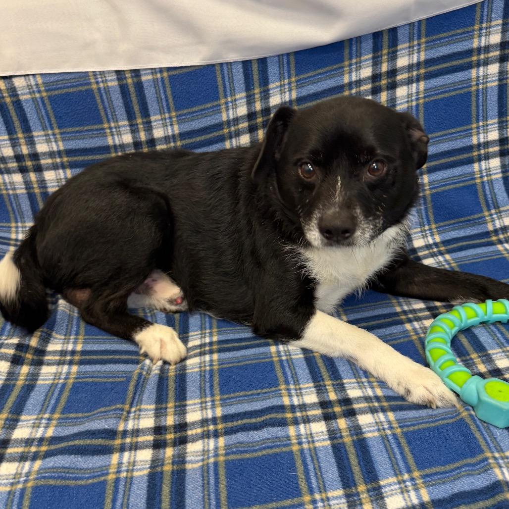 Enlarge TJ, a Adoptable Chihuahua in Houston, TX image 2/5