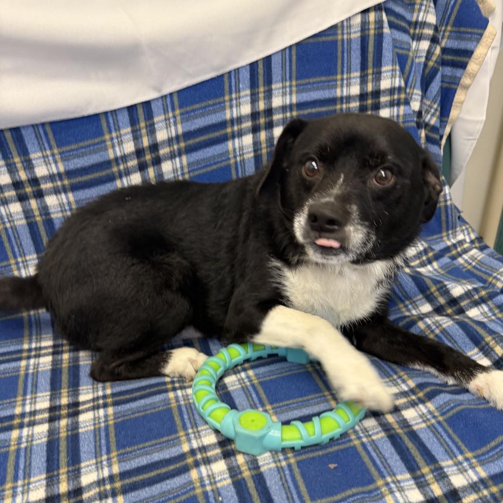 Enlarge TJ, a Adoptable Chihuahua in Houston, TX image 3/5