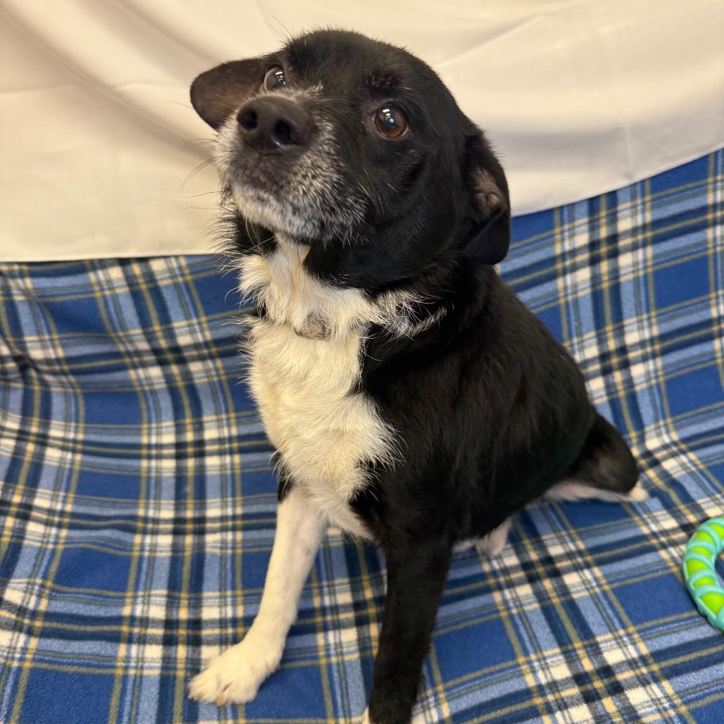 Enlarge TJ, a Adoptable Chihuahua in Houston, TX image 4/5