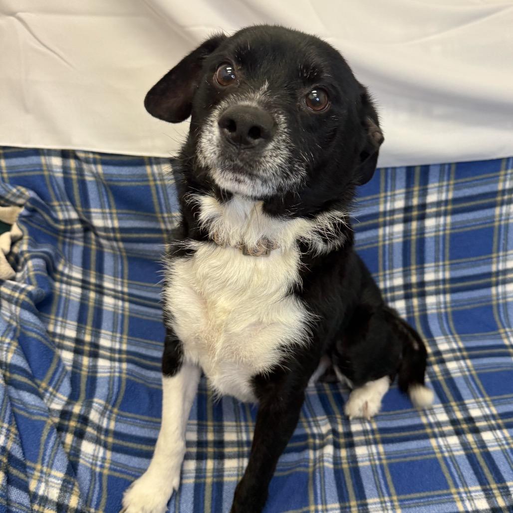 Enlarge TJ, a Adoptable Chihuahua in Houston, TX image 5/5