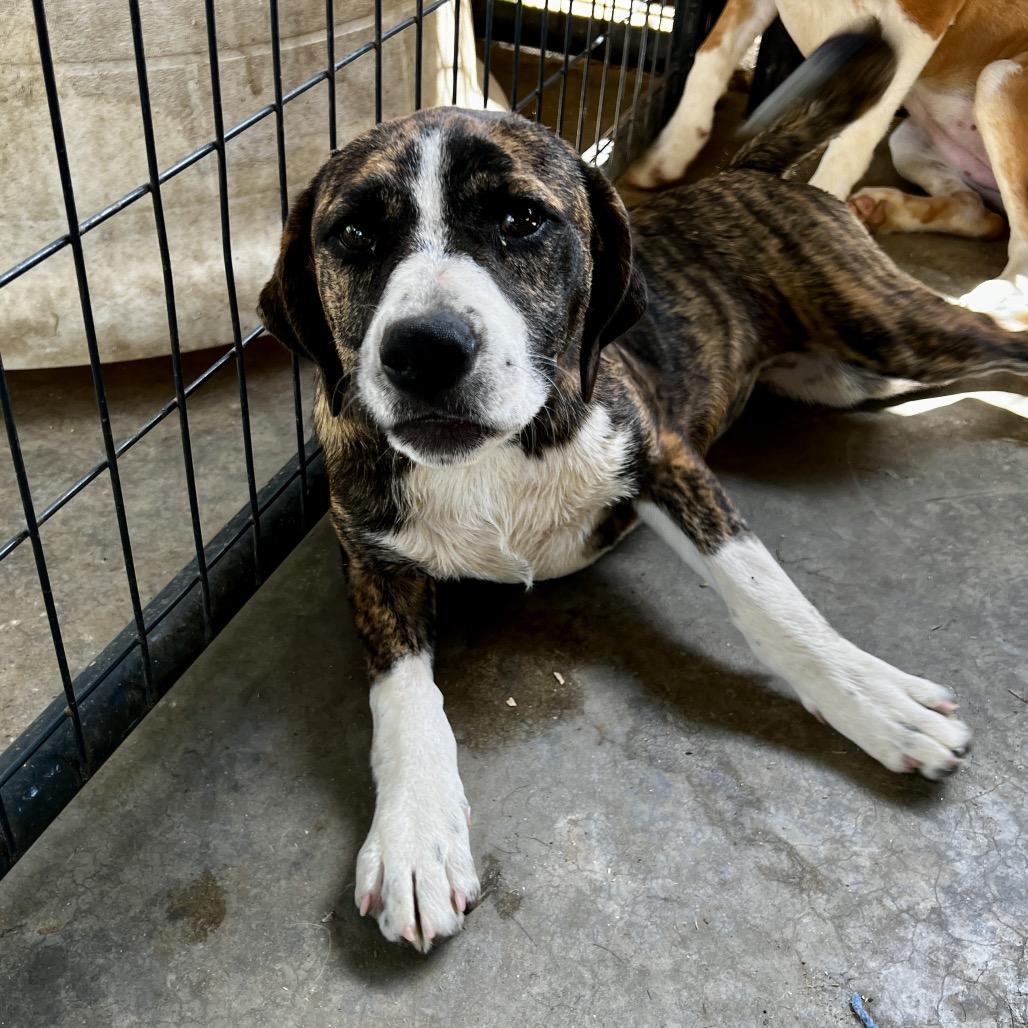 Enlarge Annie, a Adoptable mixed breed in Birmingham, AL image 1/1