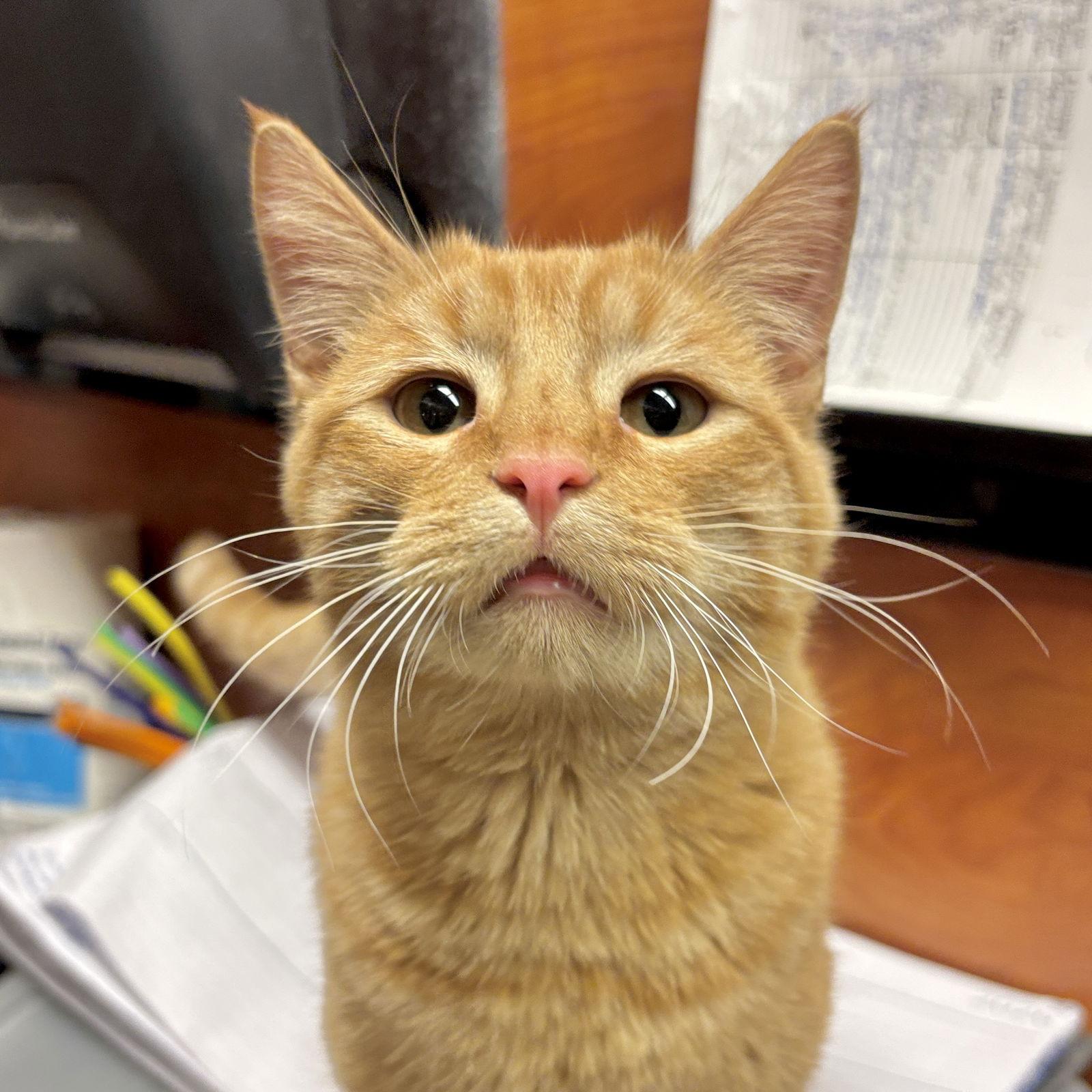 Felix, Adopted, Young Male Domestic Short Hair.