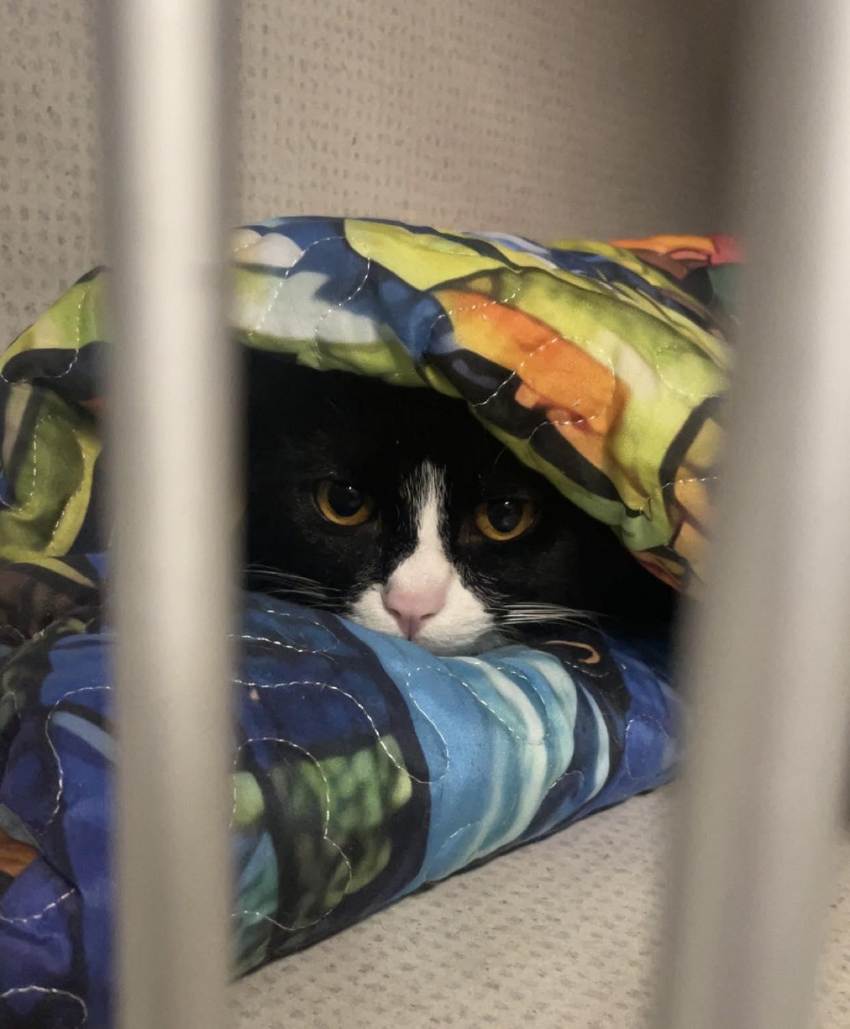 Enlarge Sheldon, a ADOPTABLE Domestic Short Hair in St. Maries, ID image 3/6