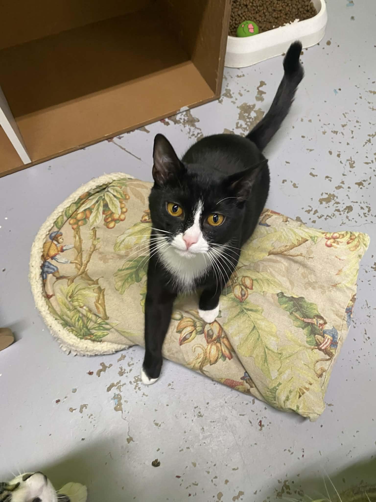 Enlarge Sheldon, a ADOPTABLE Domestic Short Hair in St. Maries, ID image 5/6