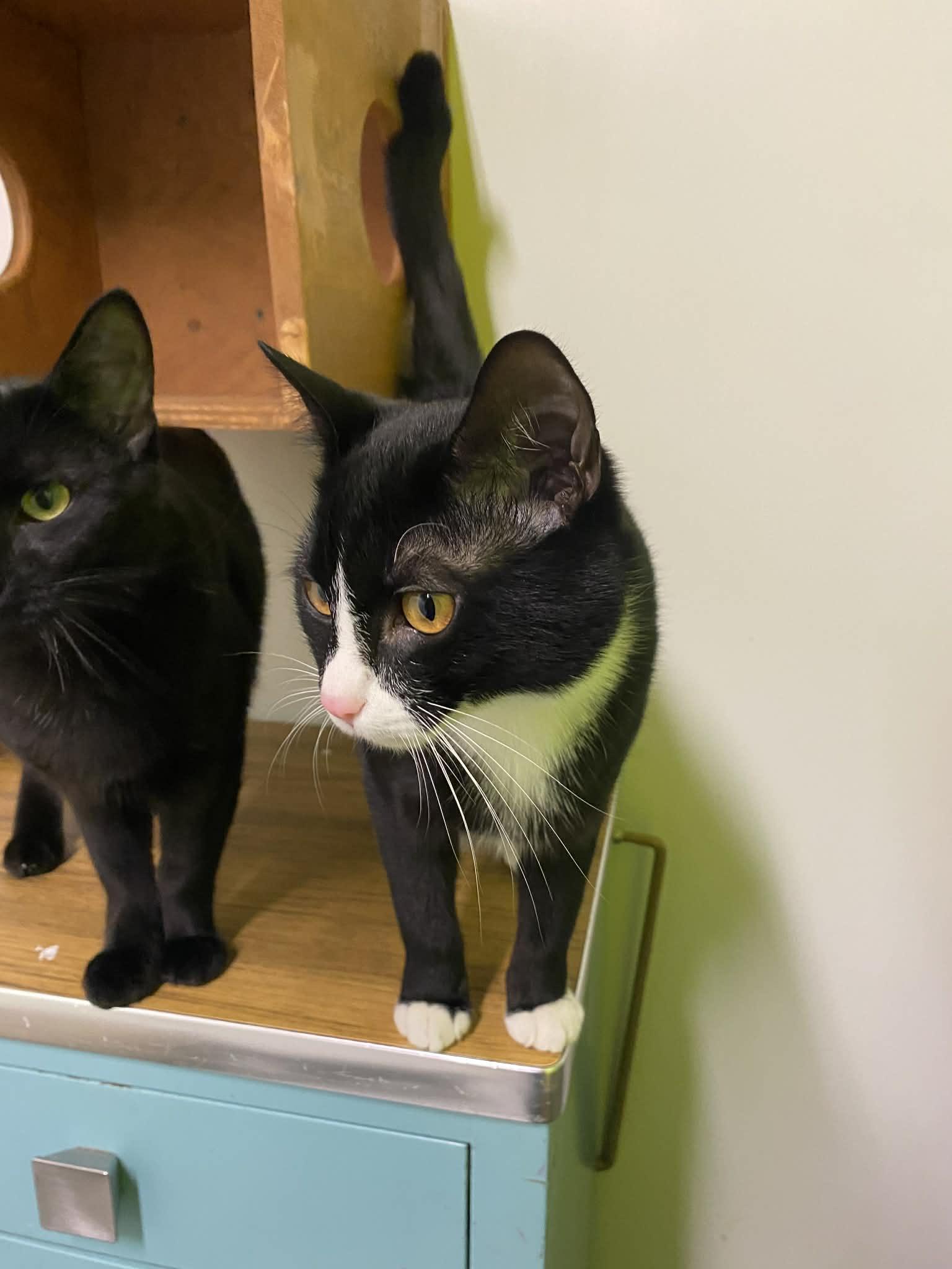 Enlarge Sheldon, a ADOPTABLE Domestic Short Hair in St. Maries, ID image 6/6