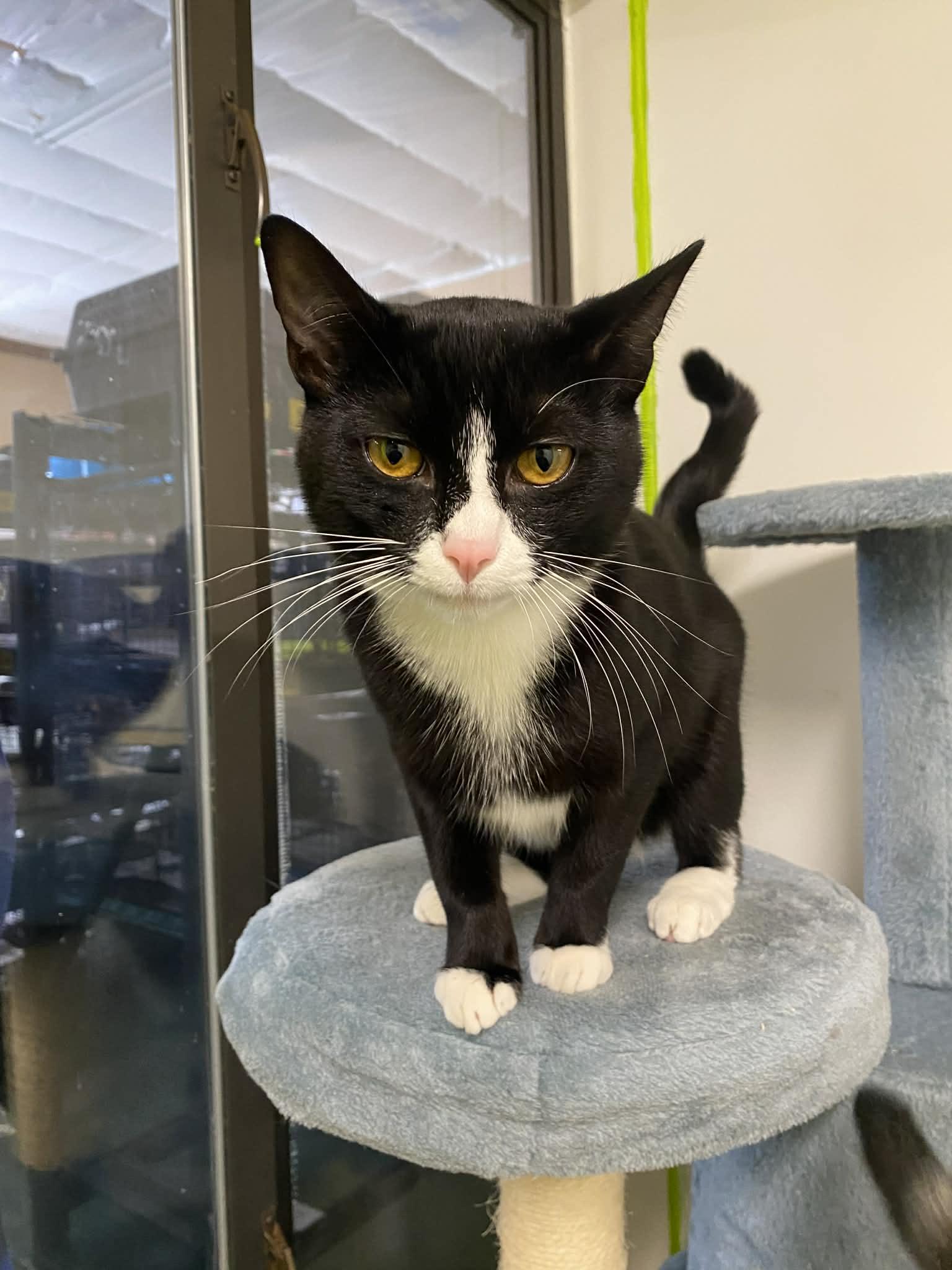 Enlarge Sheldon, a ADOPTABLE Domestic Short Hair in St. Maries, ID image 4/6