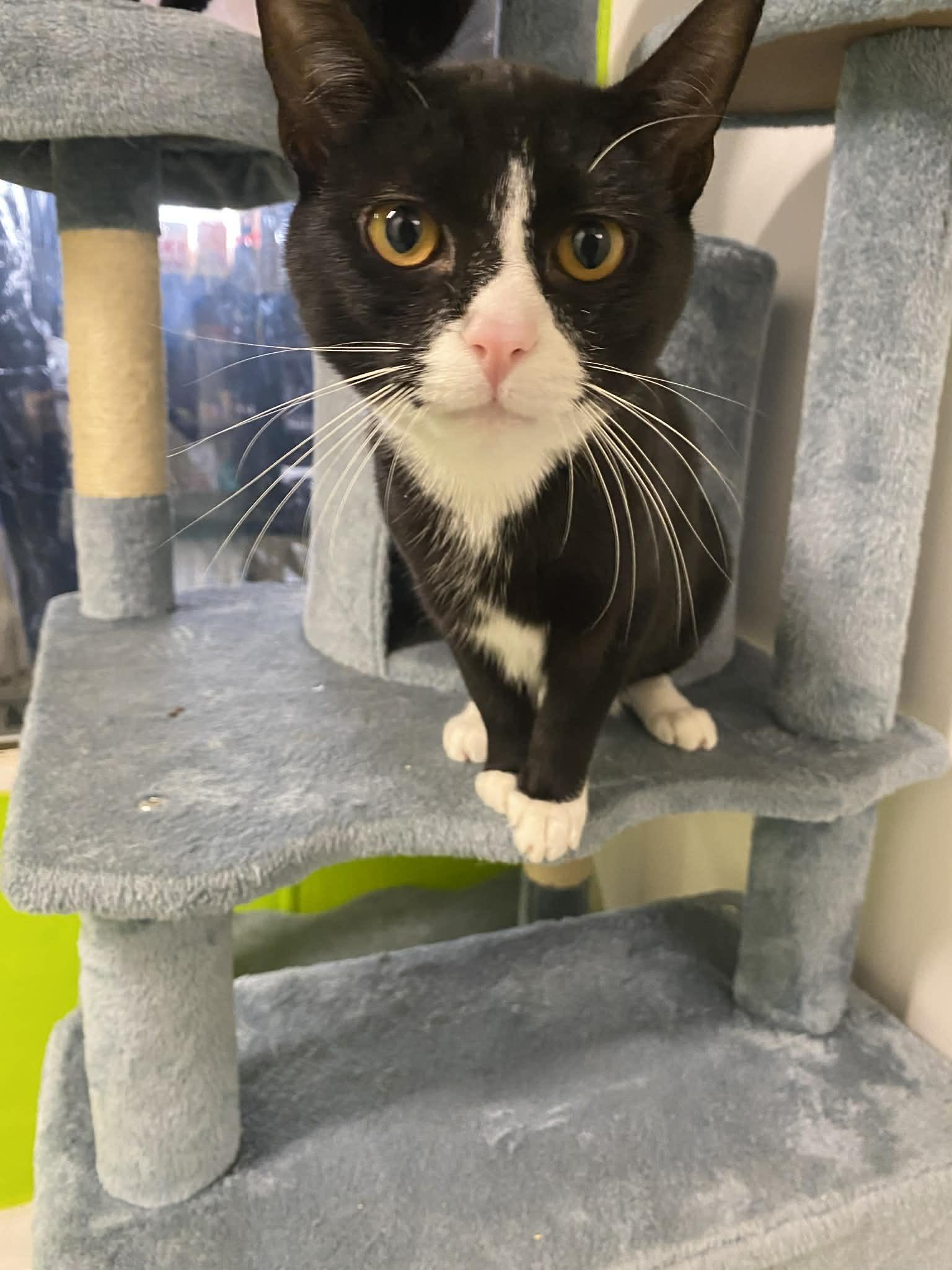 Enlarge Sheldon, a ADOPTABLE Domestic Short Hair in St. Maries, ID image 1/6