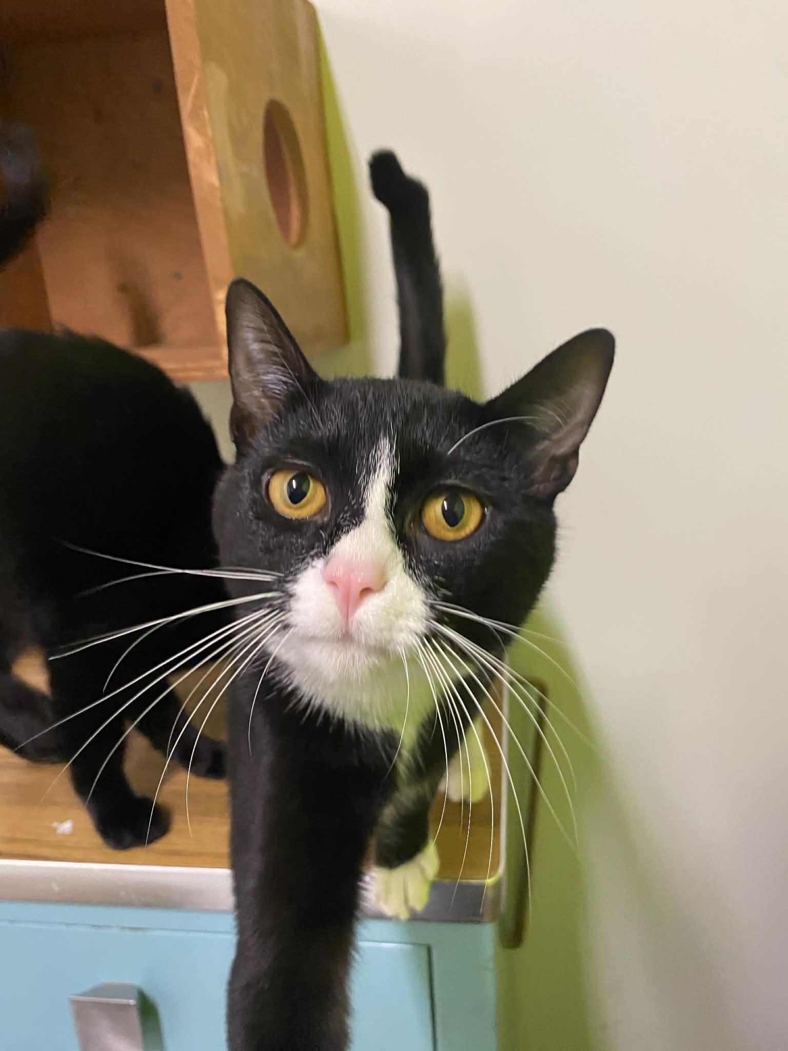 Enlarge Sheldon, a ADOPTABLE Domestic Short Hair in St. Maries, ID image 2/6