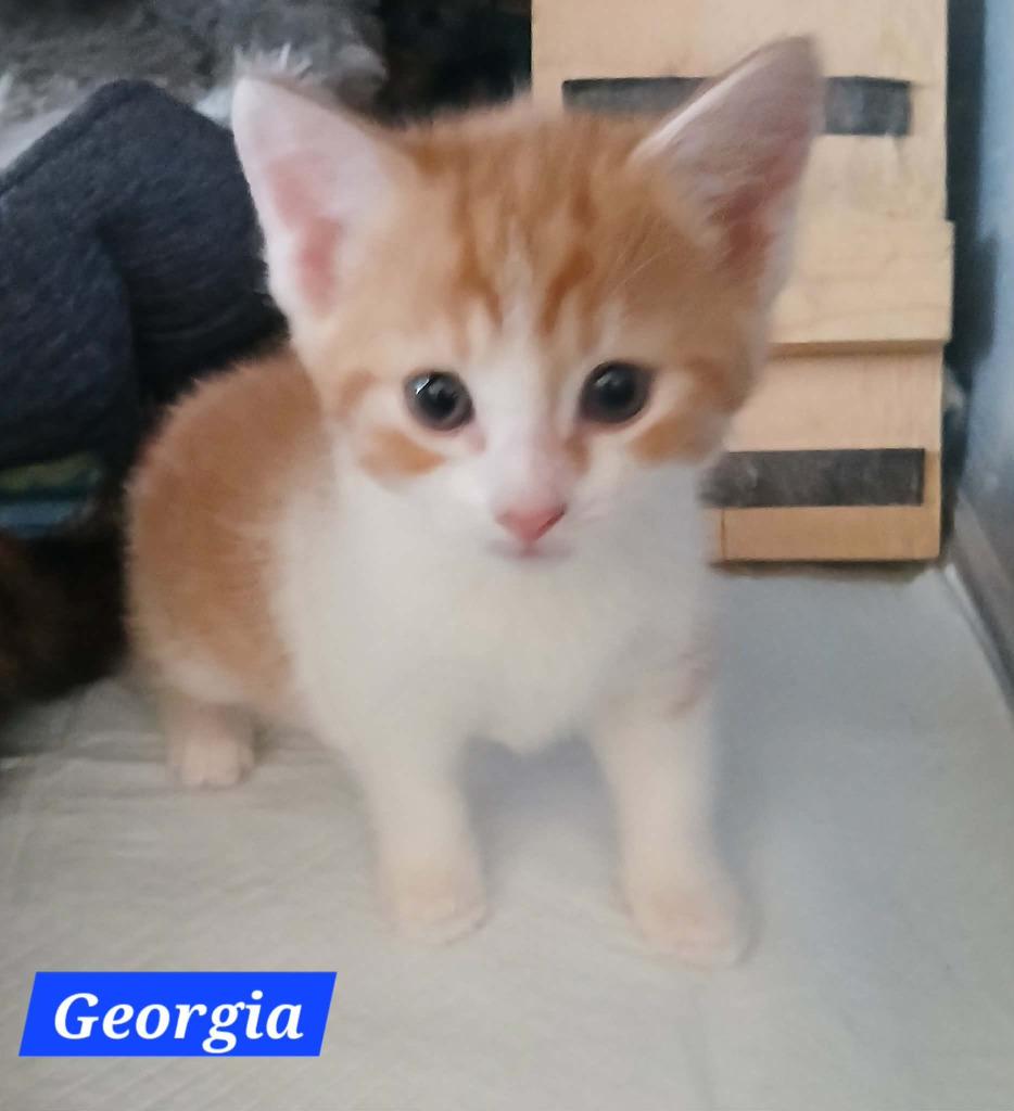Georgia Boots, Adopted, Kitten Female Domestic Short Hair.