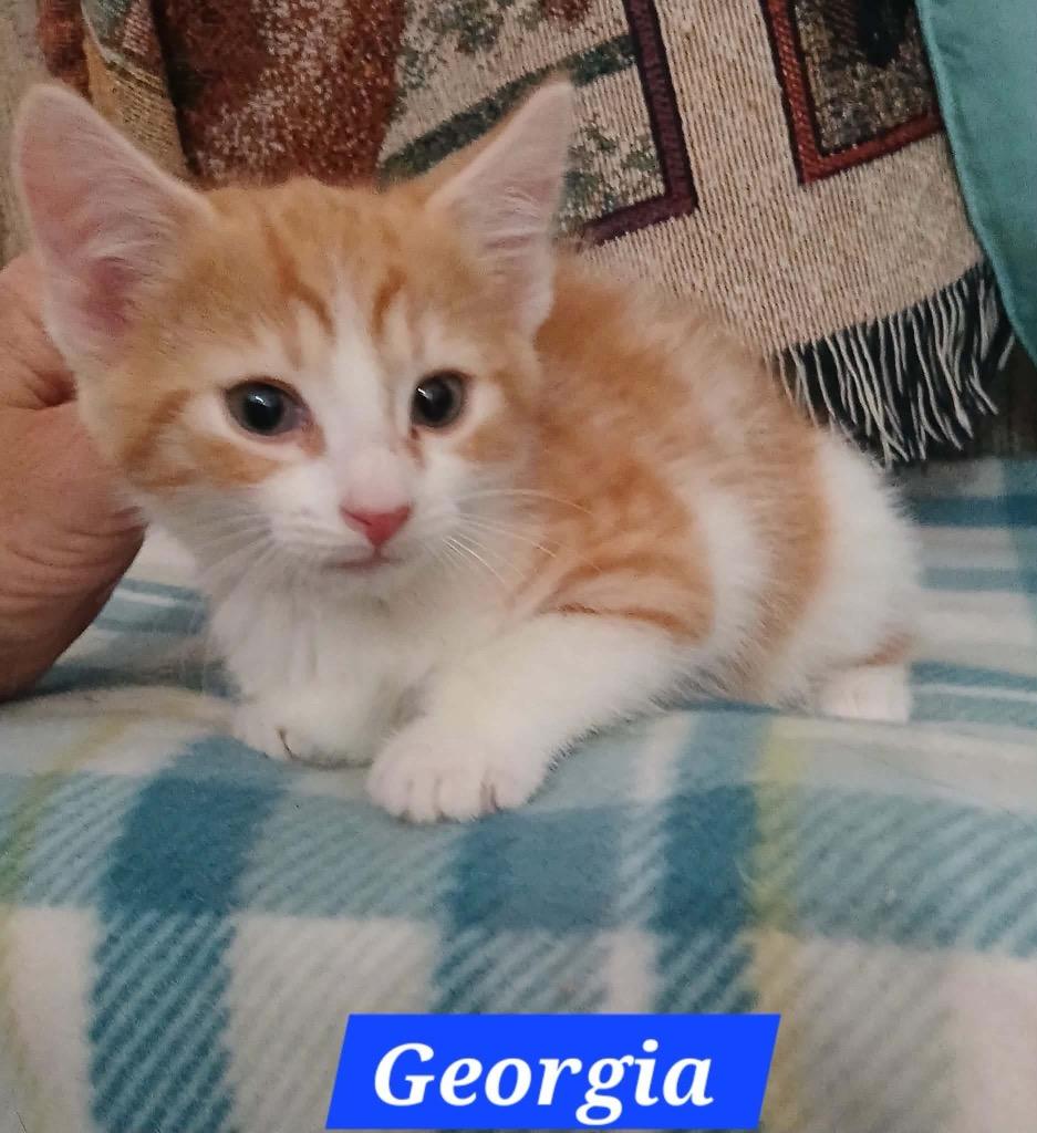 Georgia Boots, a Adopted mixed breed in Parkville, MD image 2/4