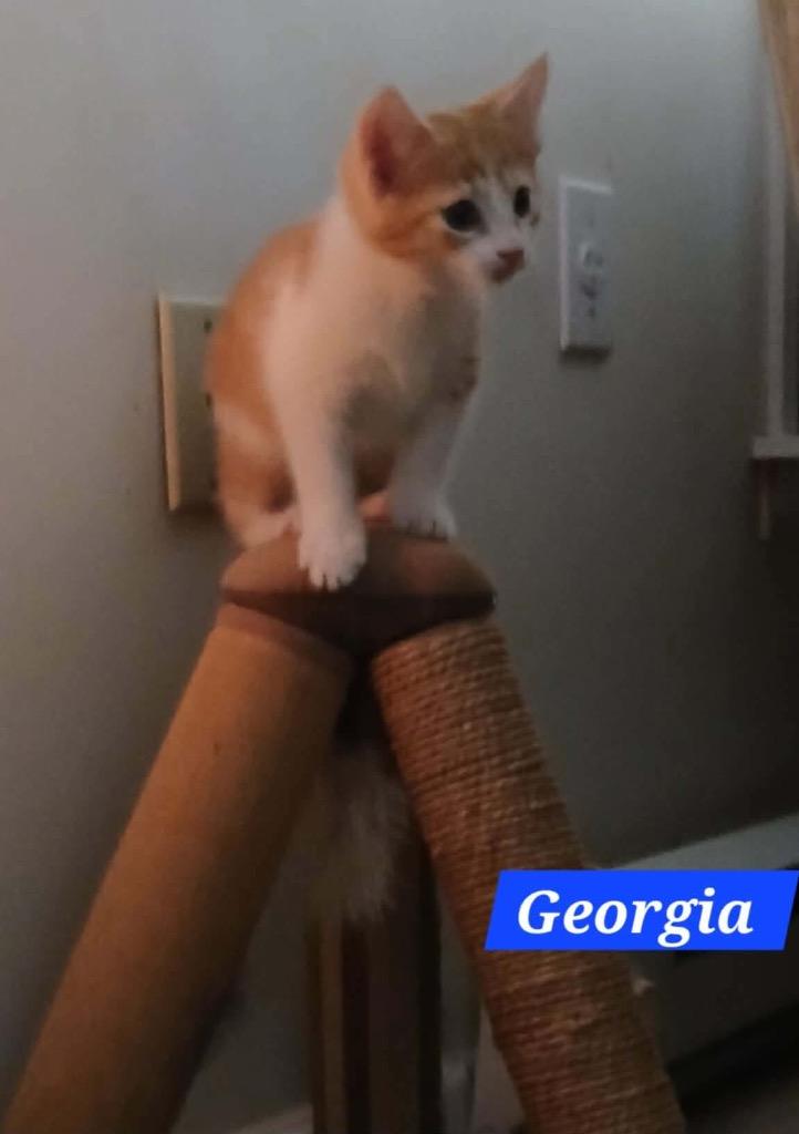Georgia Boots, a Adopted mixed breed in Parkville, MD image 4/4